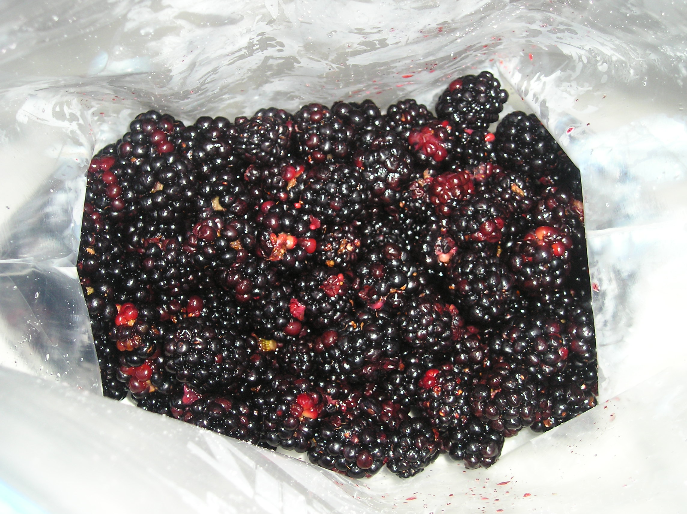 How To Get Worms Out Of Blackberries • New Life On A Homestead ...