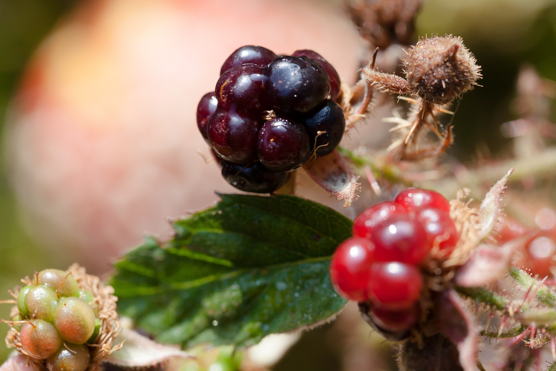 Blackberries closeup photo
