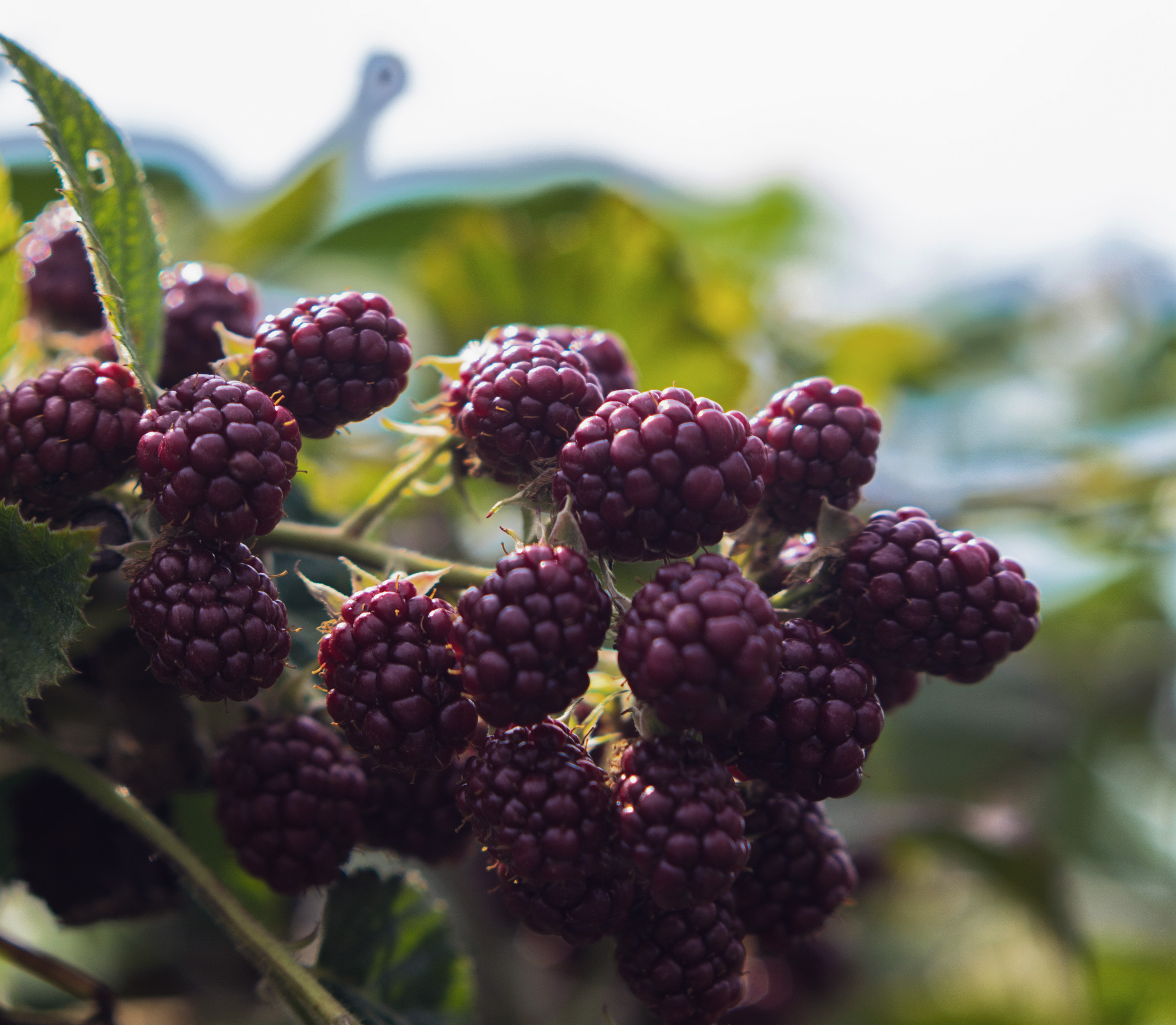 Blackberry fruit photo