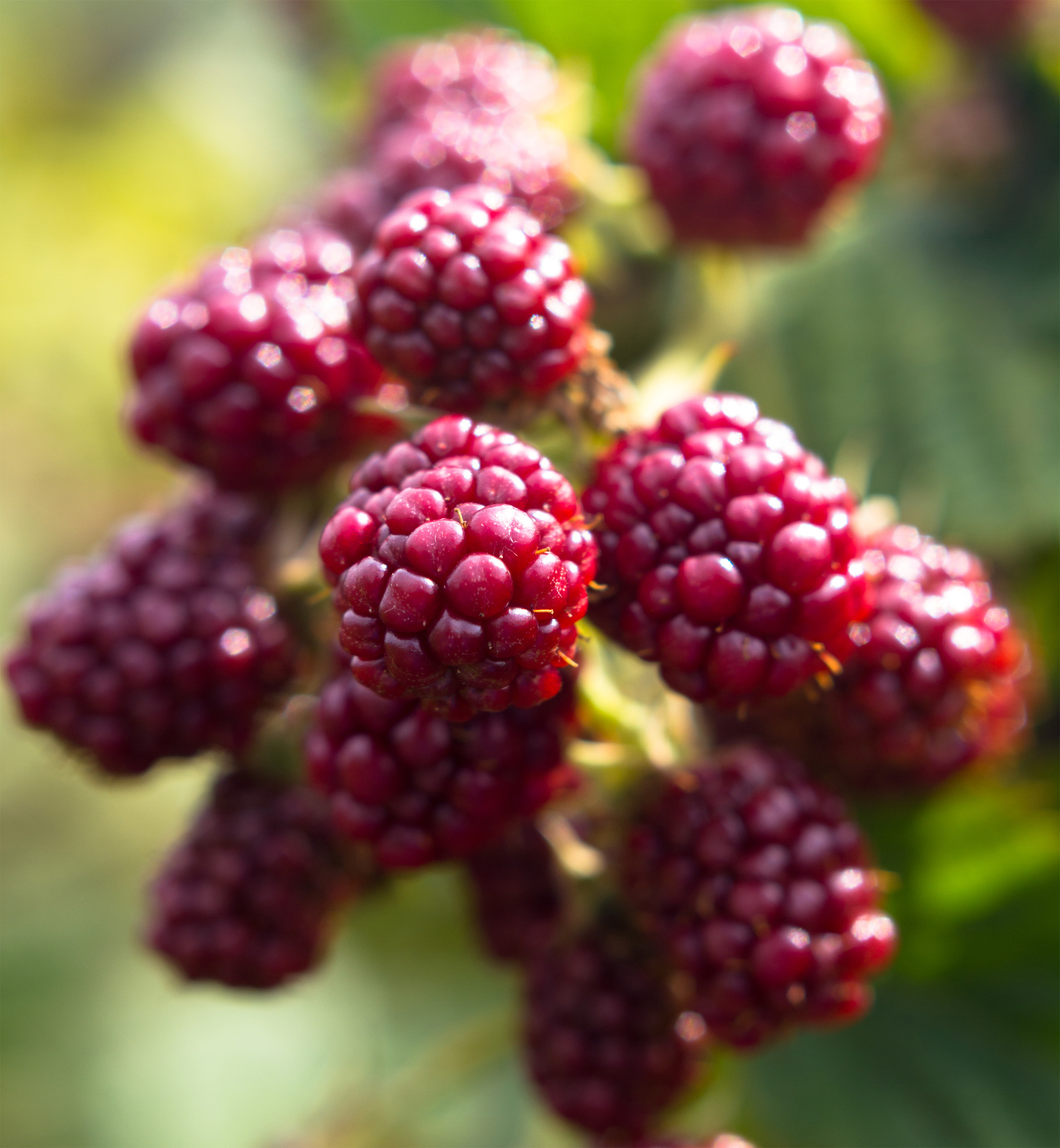 Blackberry fruit photo