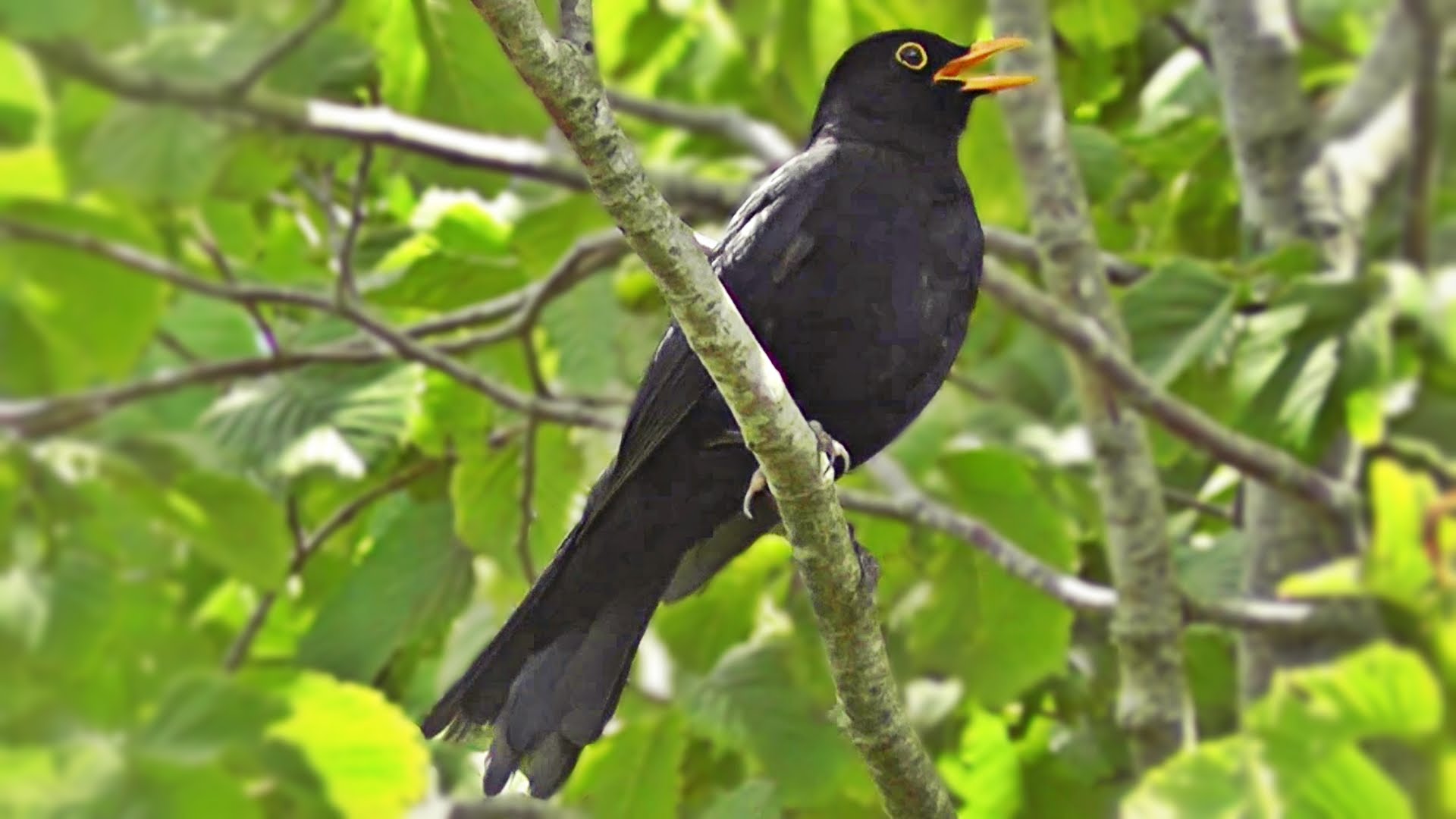 Blackbird Singing in The Garden - Birds Singing - YouTube