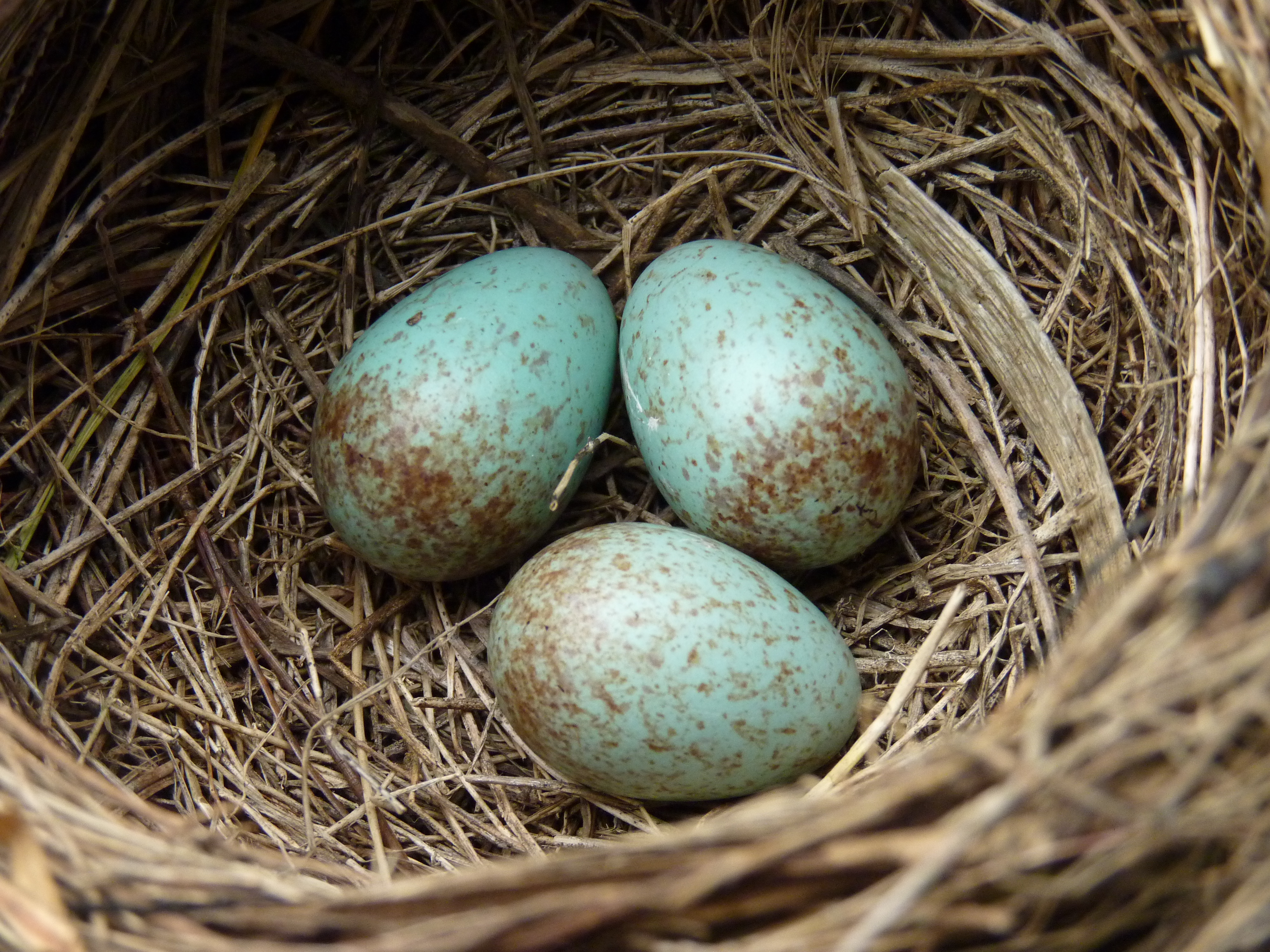 File:Blackbird nest with 4 eggs.jpg - Wikimedia Commons