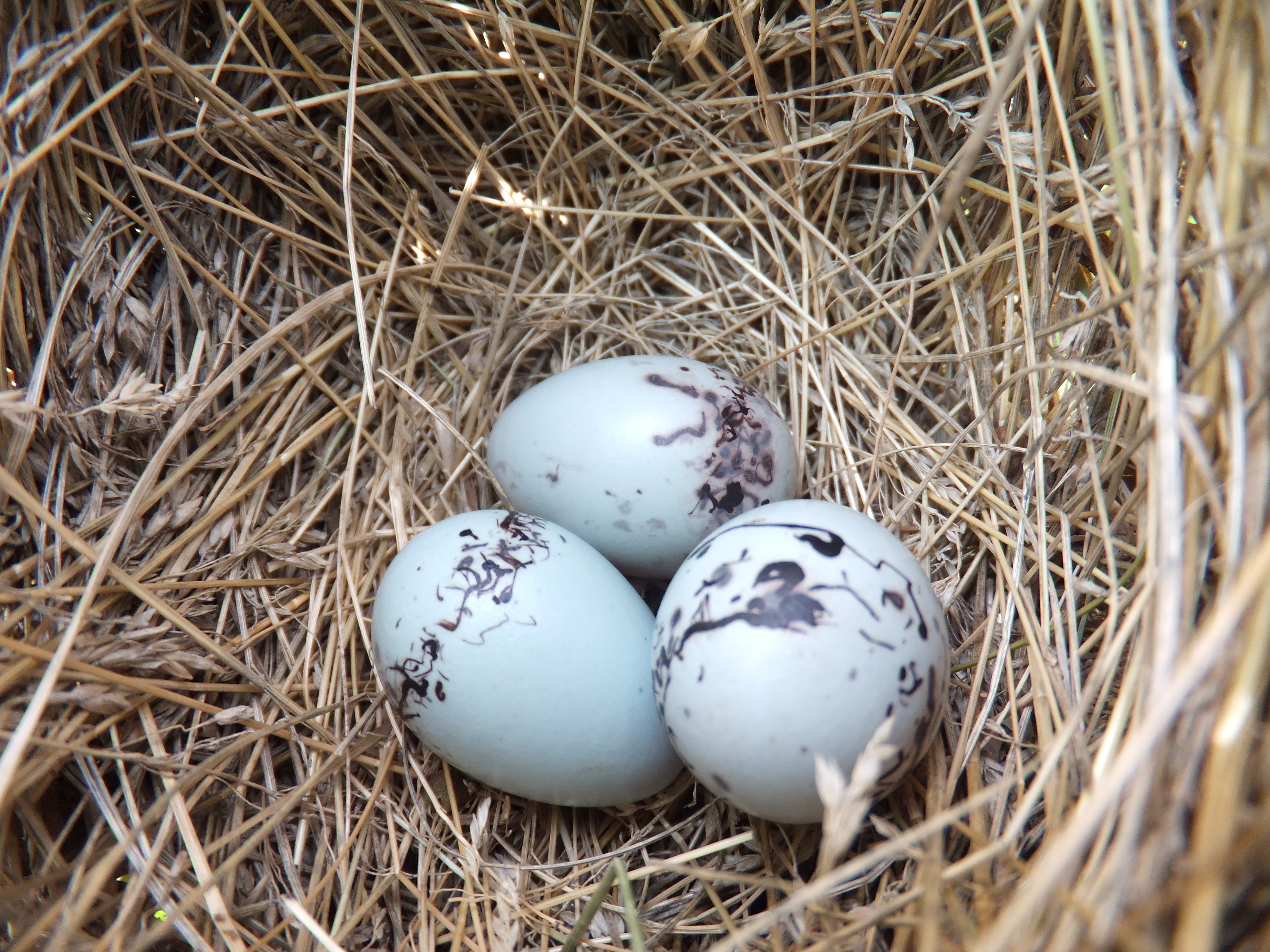 Red-winged Blackbird Eggs | Curiousfarmer