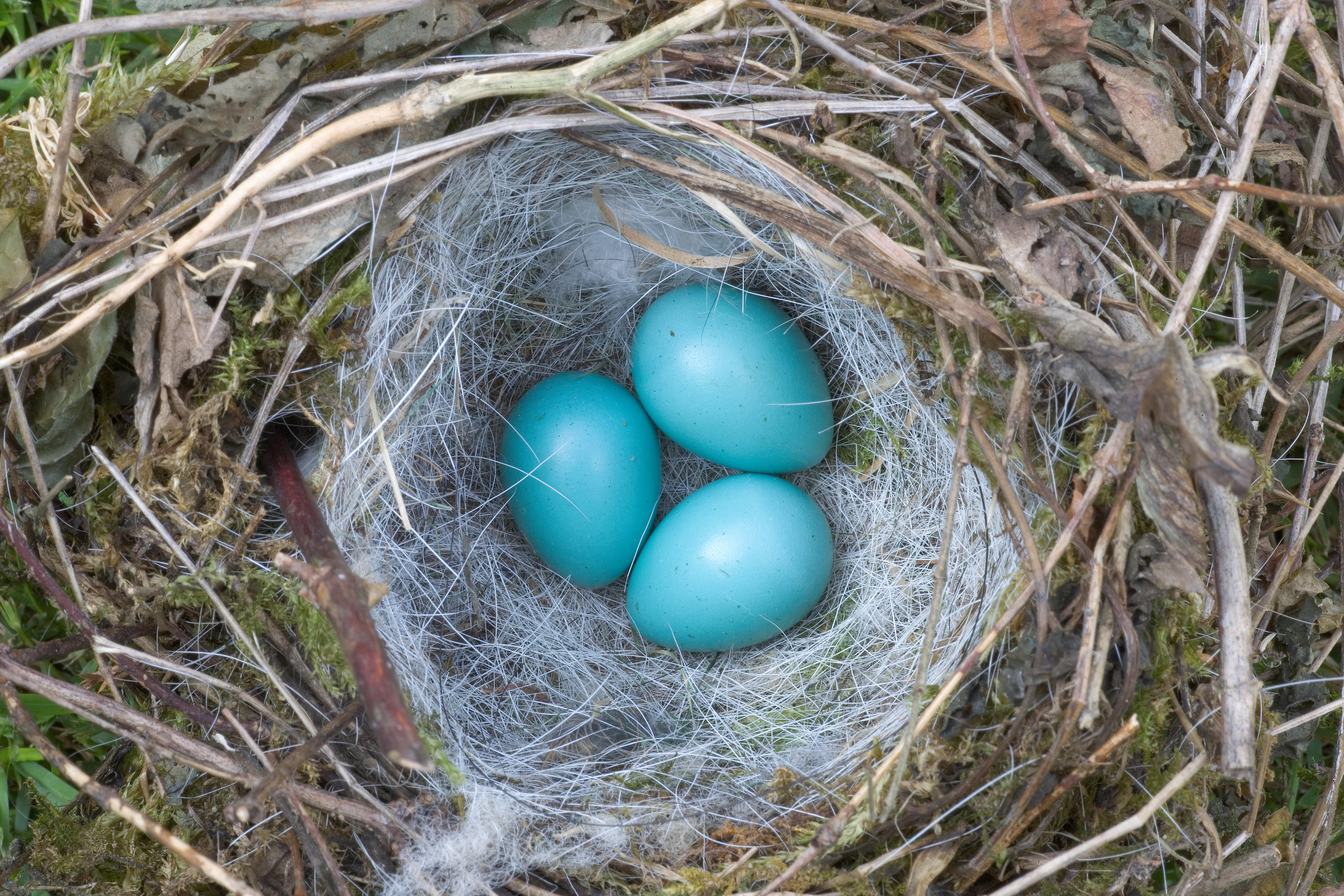 Bird Egg Identification - Woodland Trust