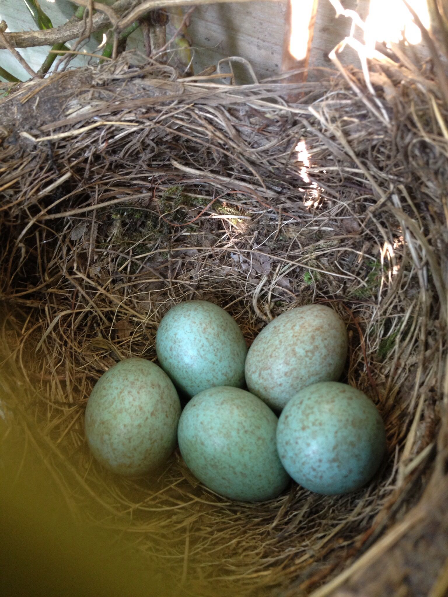common blackbird eggs | Birds, Nests, & Eggs - Miscellaneous (real ...
