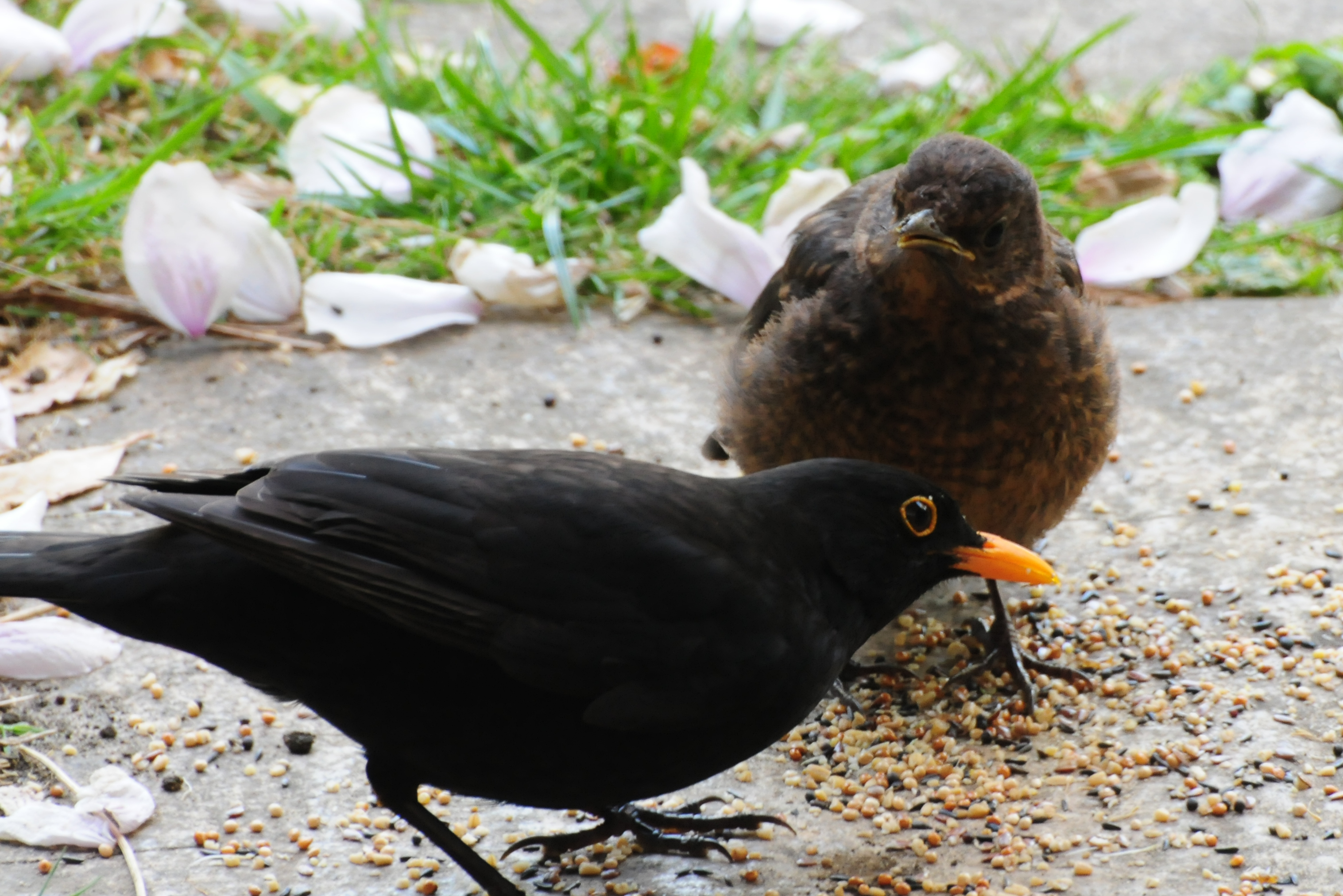 Blackbird feeding photo