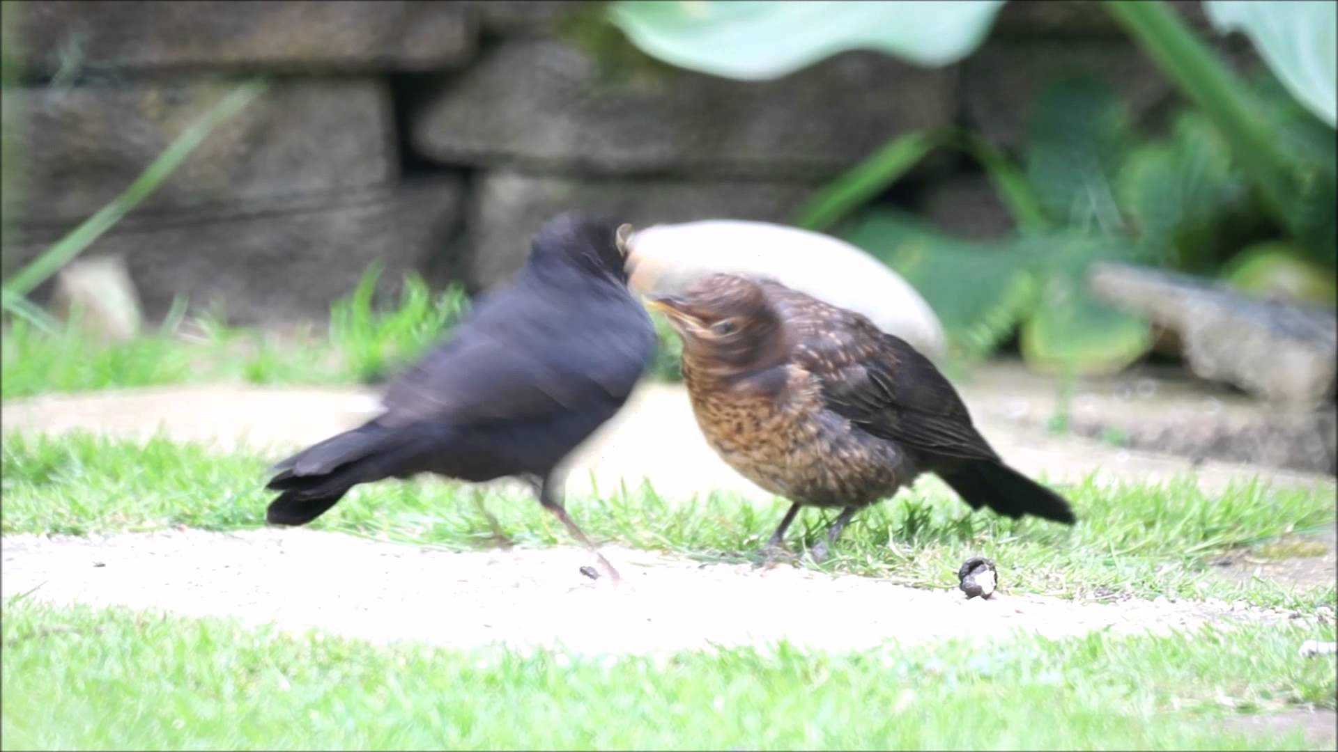 Blackbird feeding young - YouTube