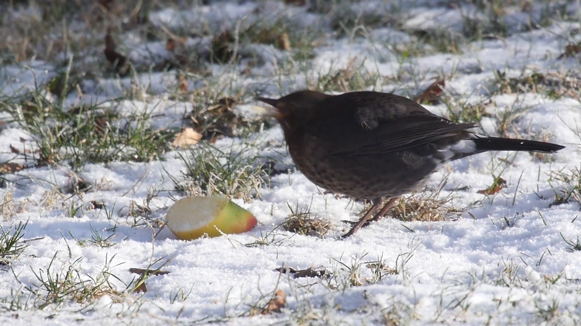 Slow motion of a female blackbird feeding on an apple in winter ...