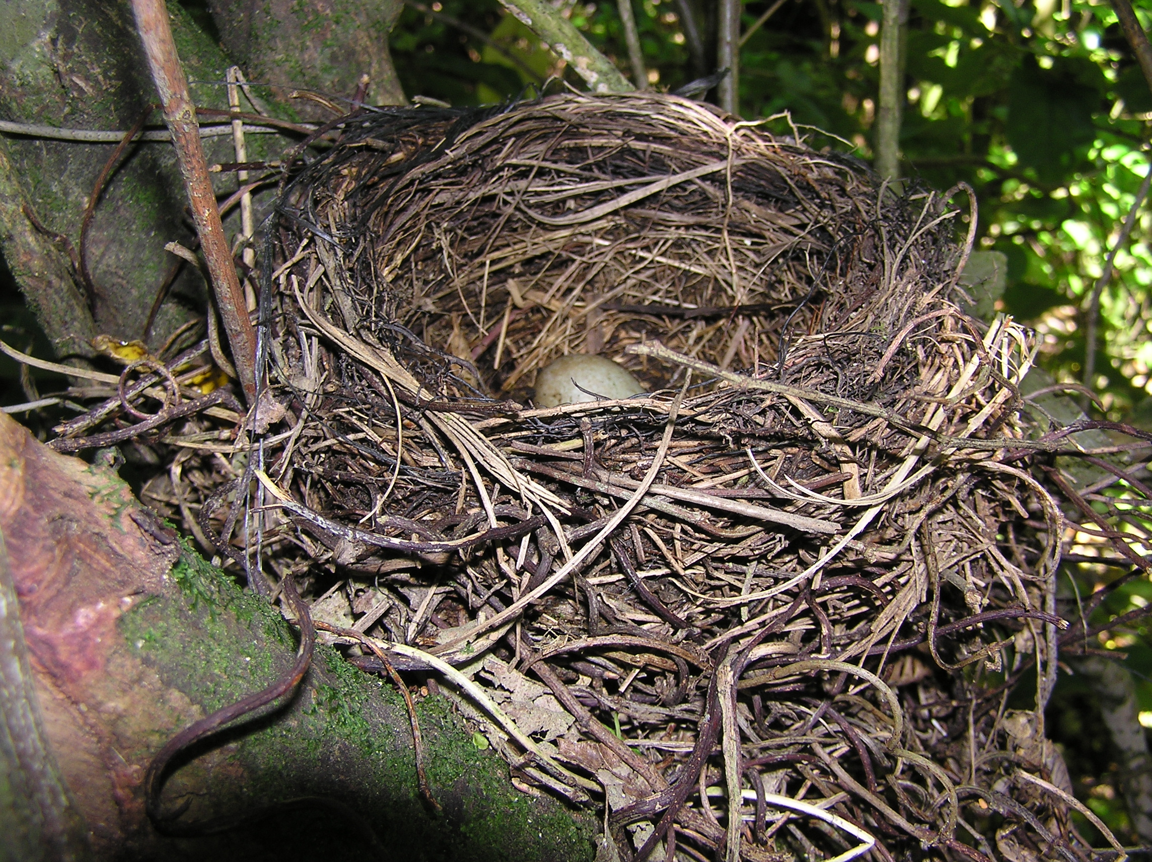 File:Blackbird nest.jpg - Wikimedia Commons