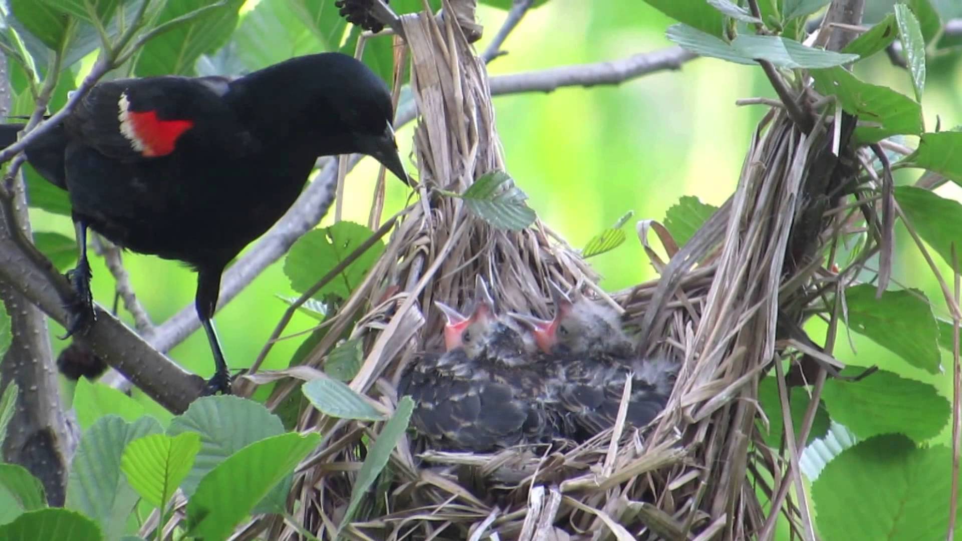 NYBG Red-winged blackbird Nest - YouTube