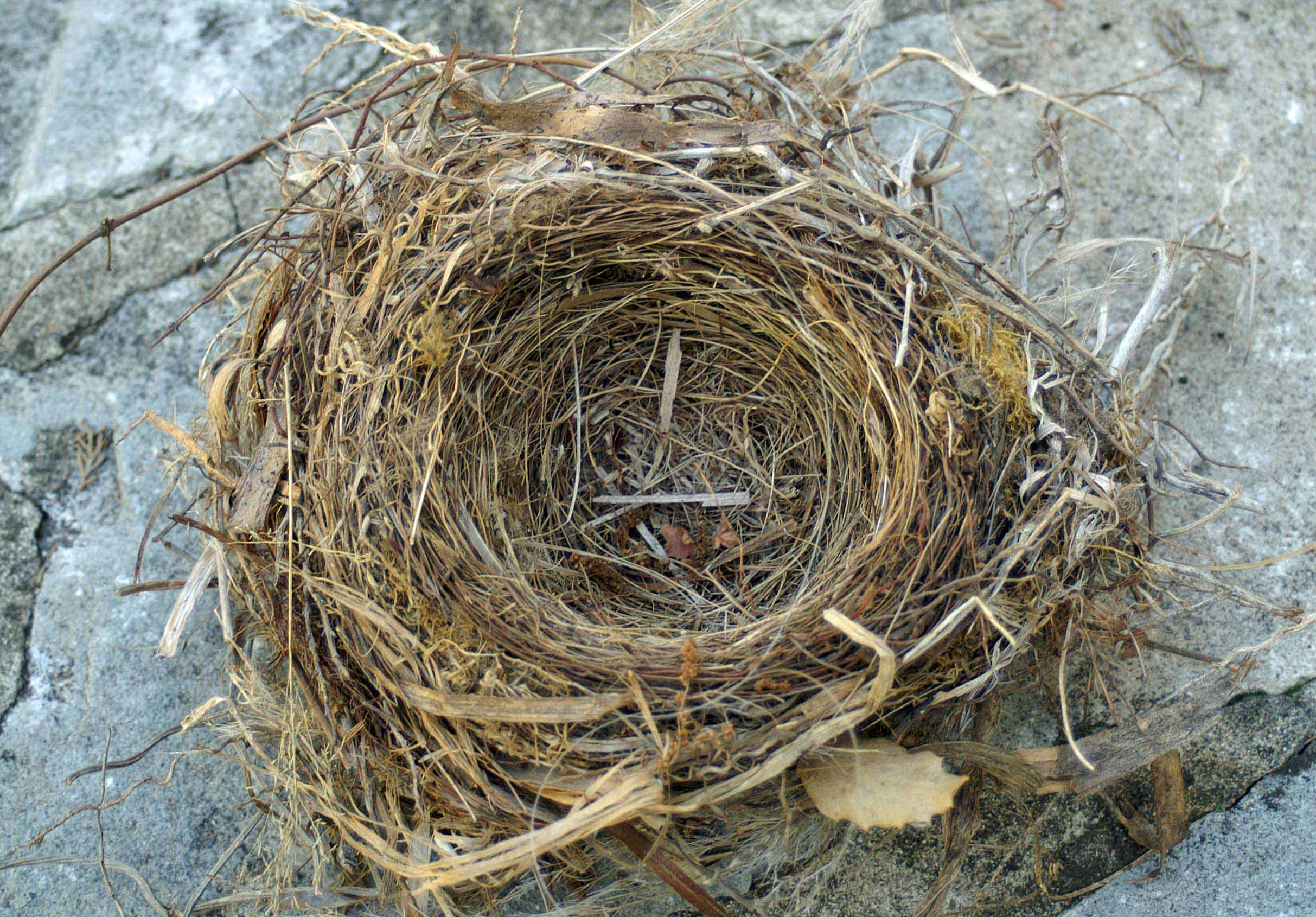 blackbird nest | everyday nature trails