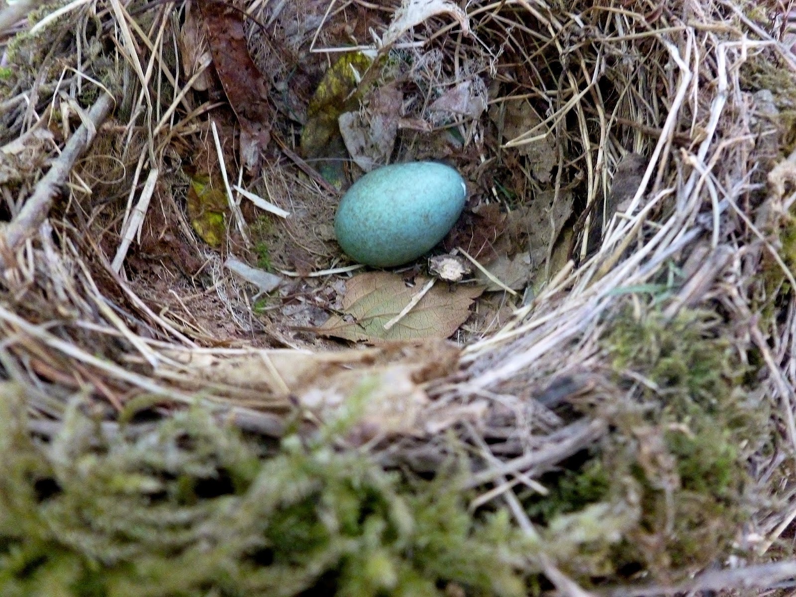 The Art of Nature: Blackbird Nest Update #1