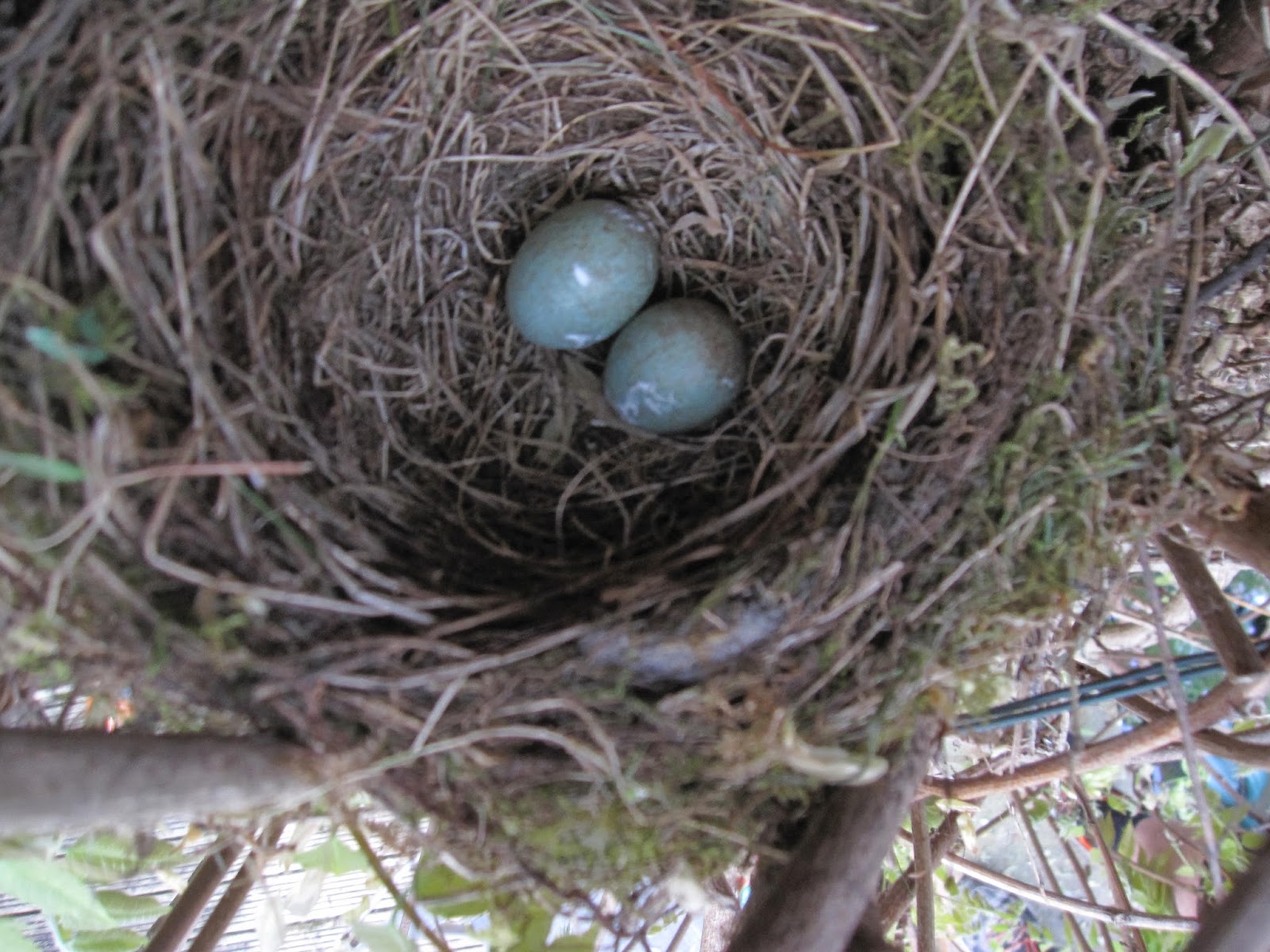 Wilde About Birds: A Blackbird Nest Record