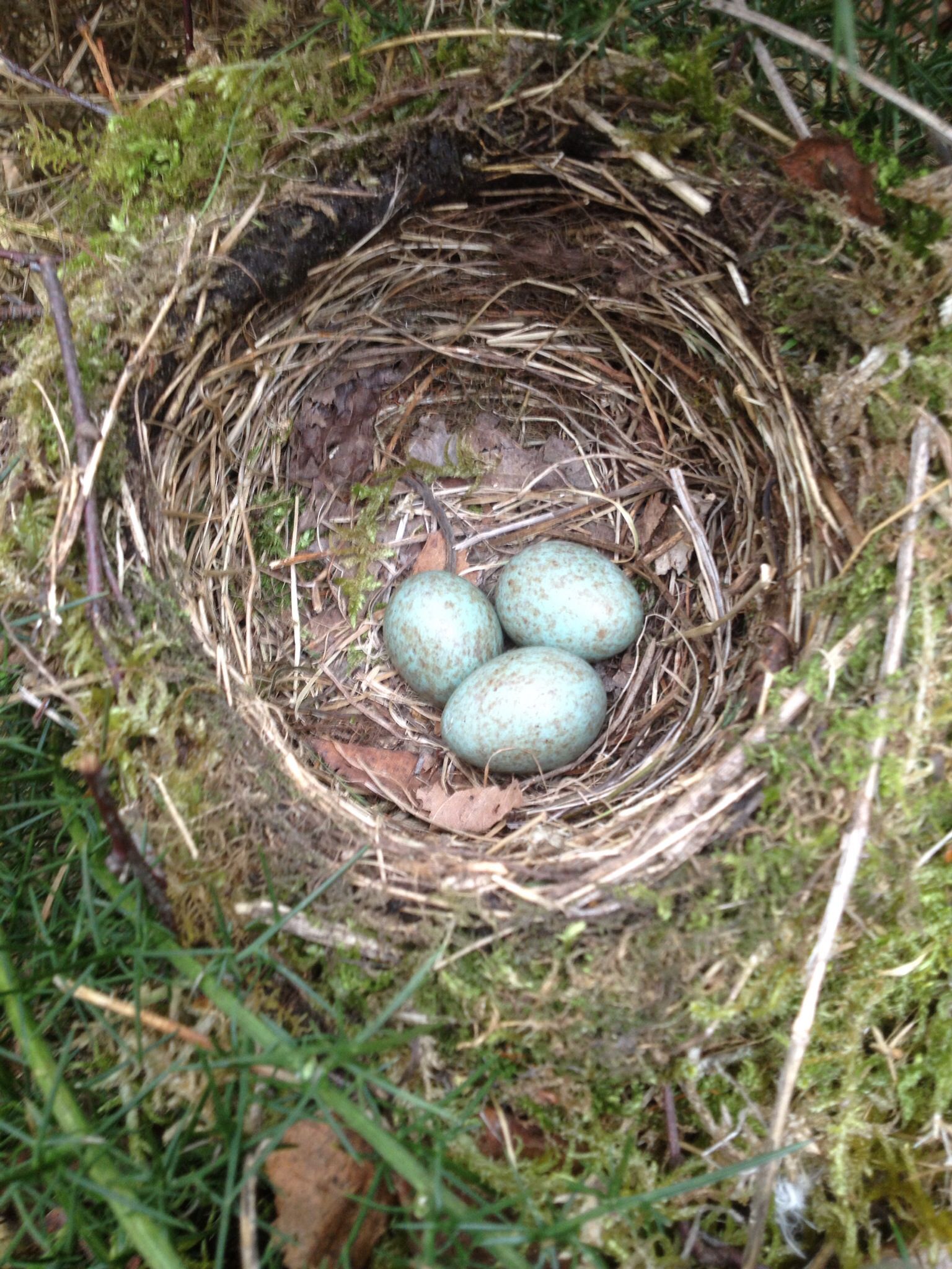 Blackbird nest. Note cup is lined and mossy exterior. Song thrush ...