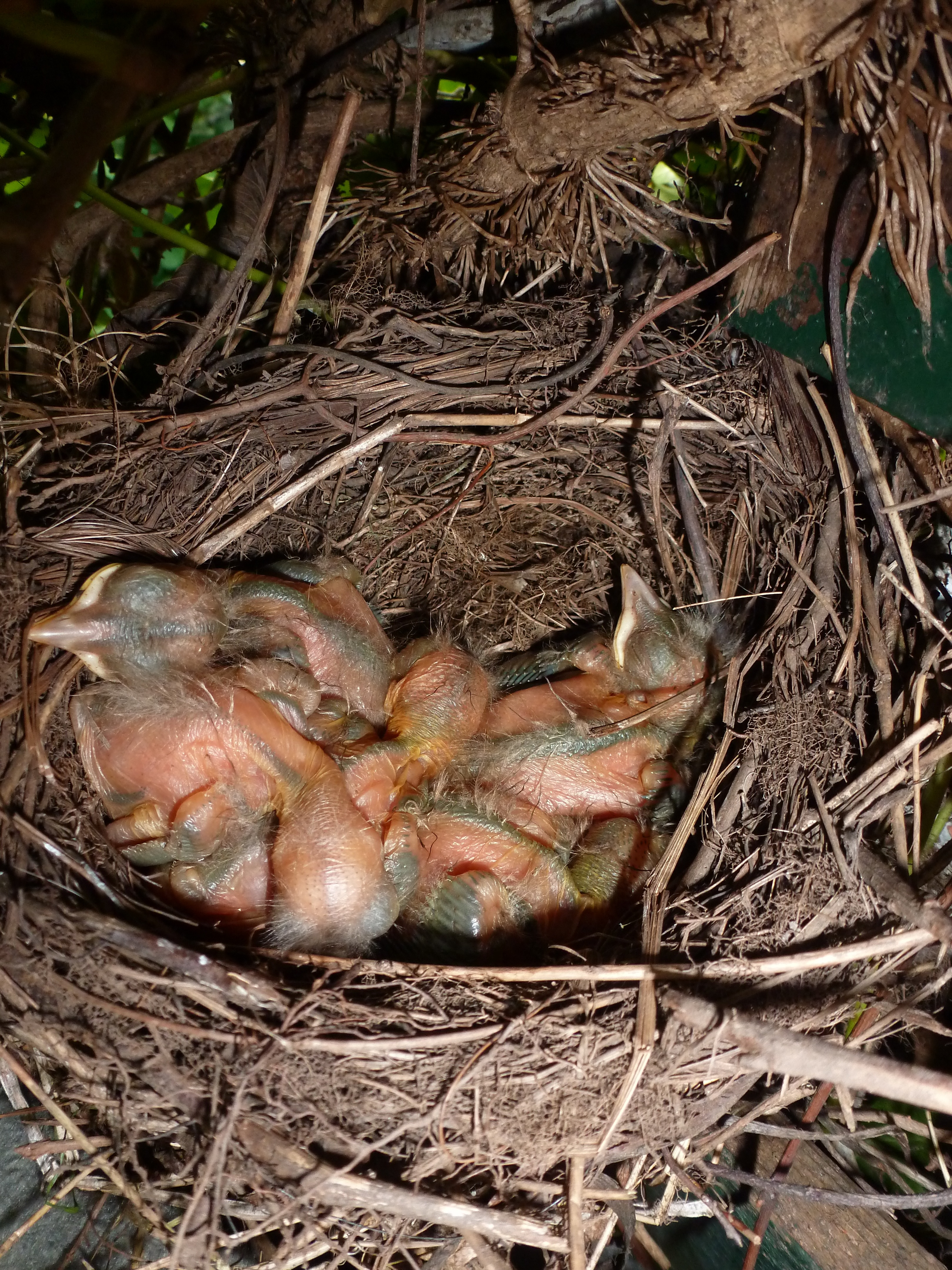 Blackbird Nest Drama | www.wildlifekate.co.uk
