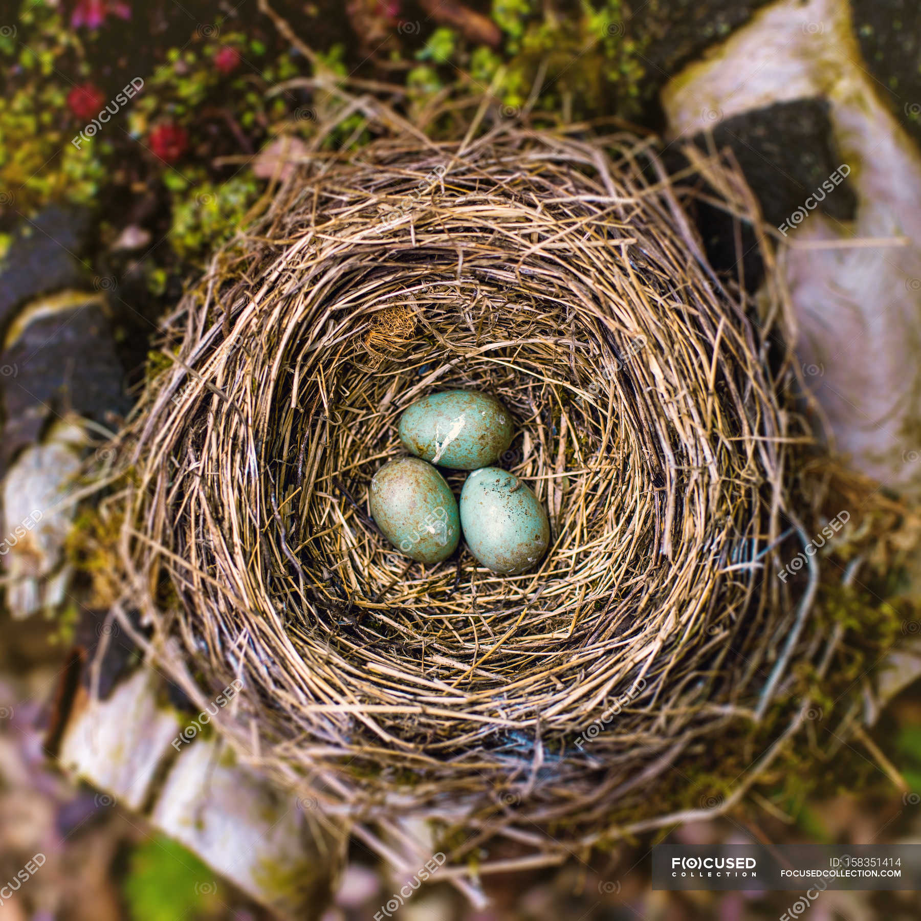 Top view of blackbird nest with eggs — Stock Photo | #158351414