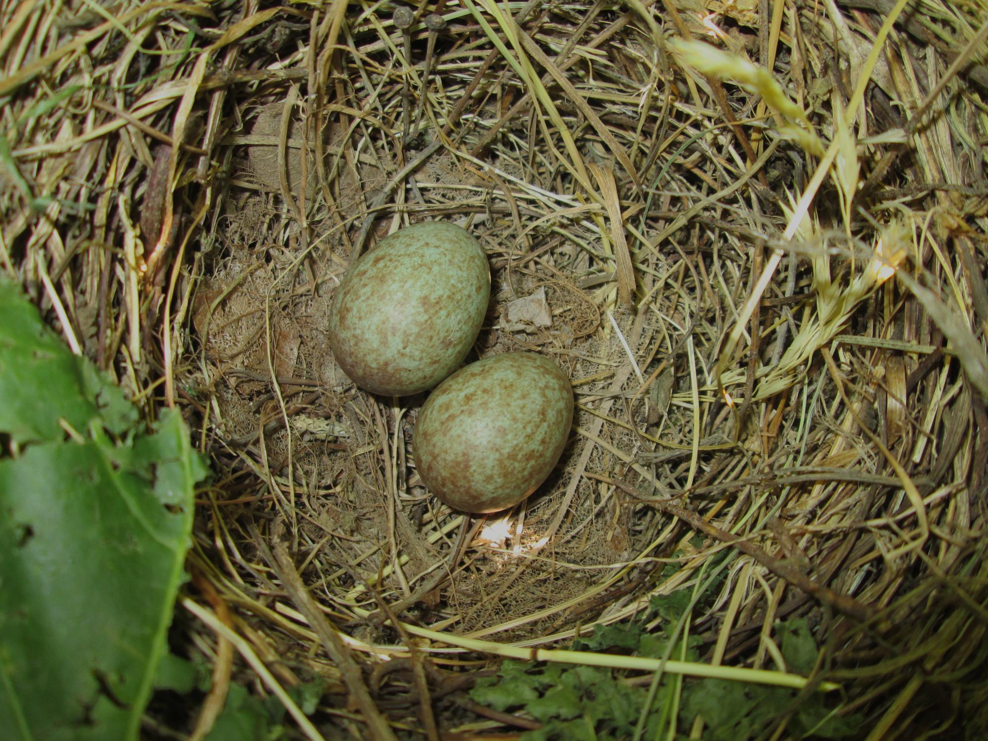 Eurasian Blackbird (Turdus merula) two eggs in nest, Park area of ...