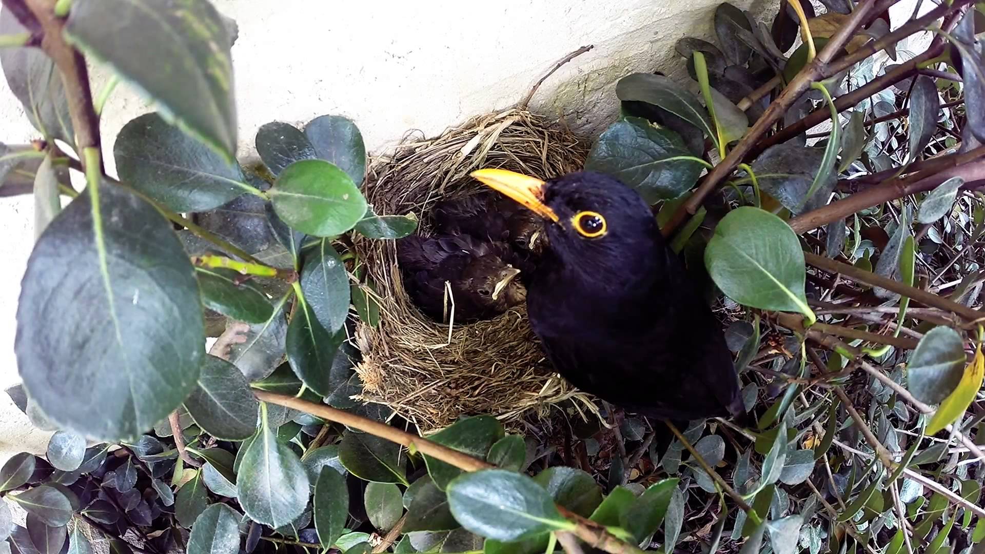 Blackbird nest photo