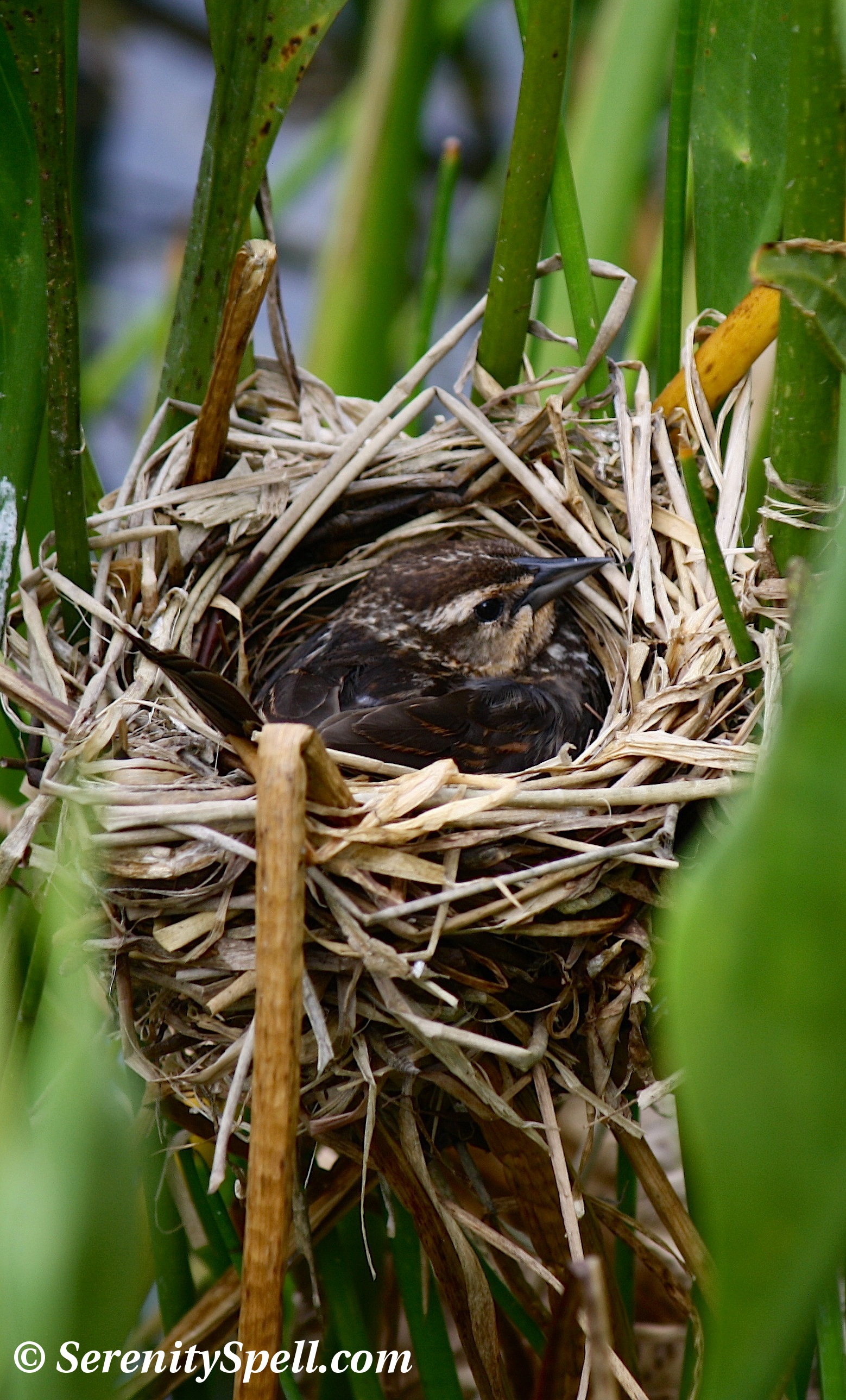 Time for Empty Nest Syndrome… Or Not? | Serenity Spell