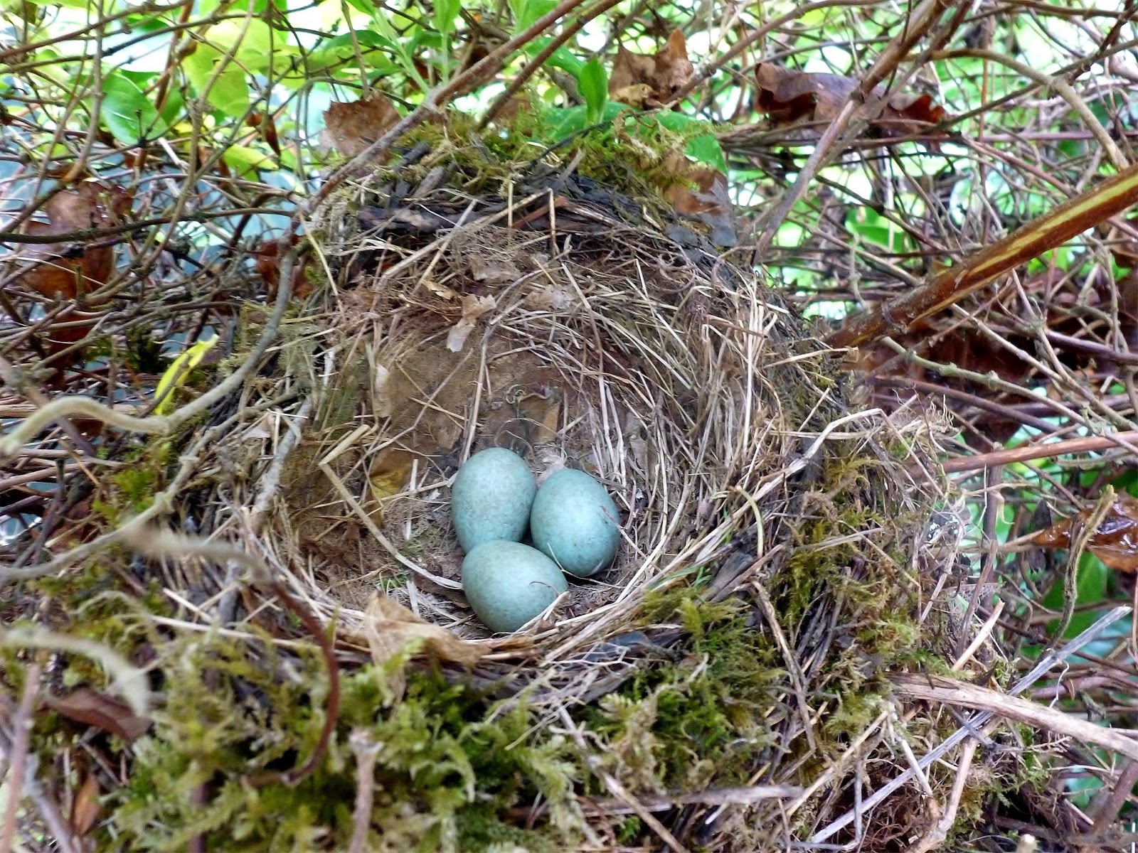 The Art of Nature: Blackbird Nest Update #2