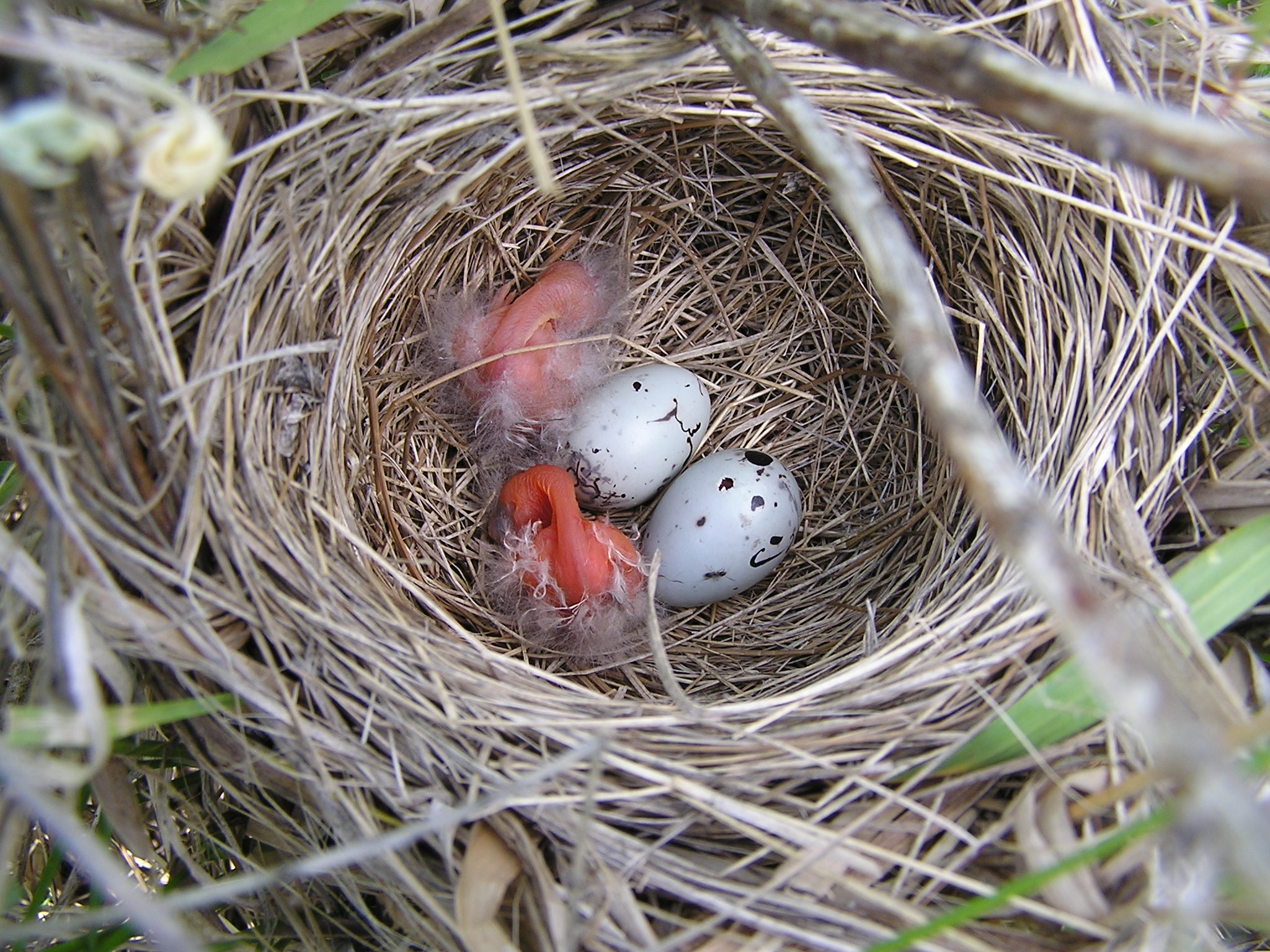 File:Red-winged Blackbird Nest (11857385834).jpg - Wikimedia Commons