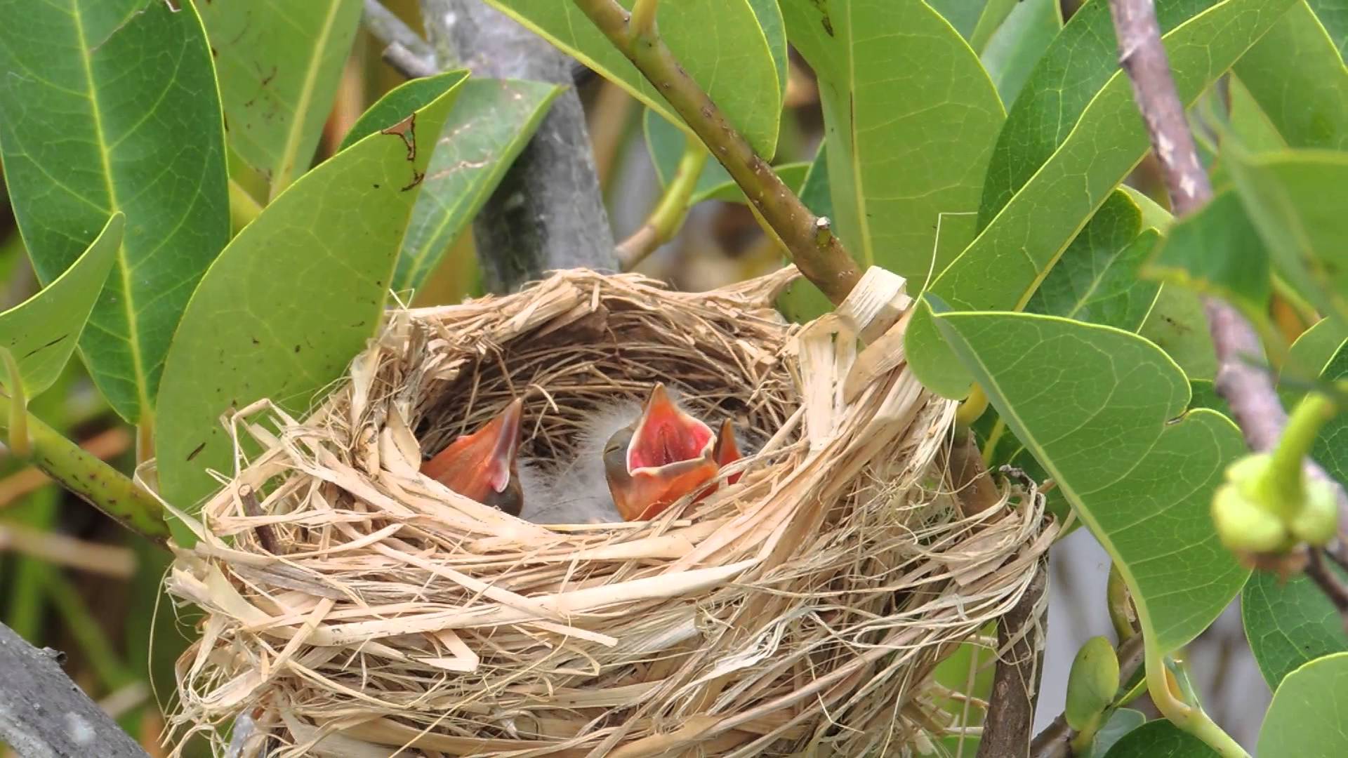 Red Winged Black Bird Nest Video21 - YouTube