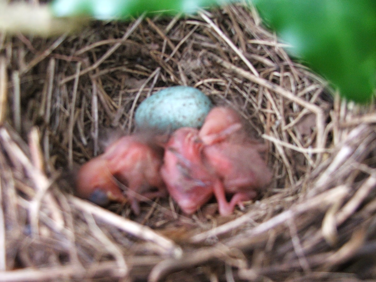 The Diary of a BTO nest recorder: Blackbird chicks