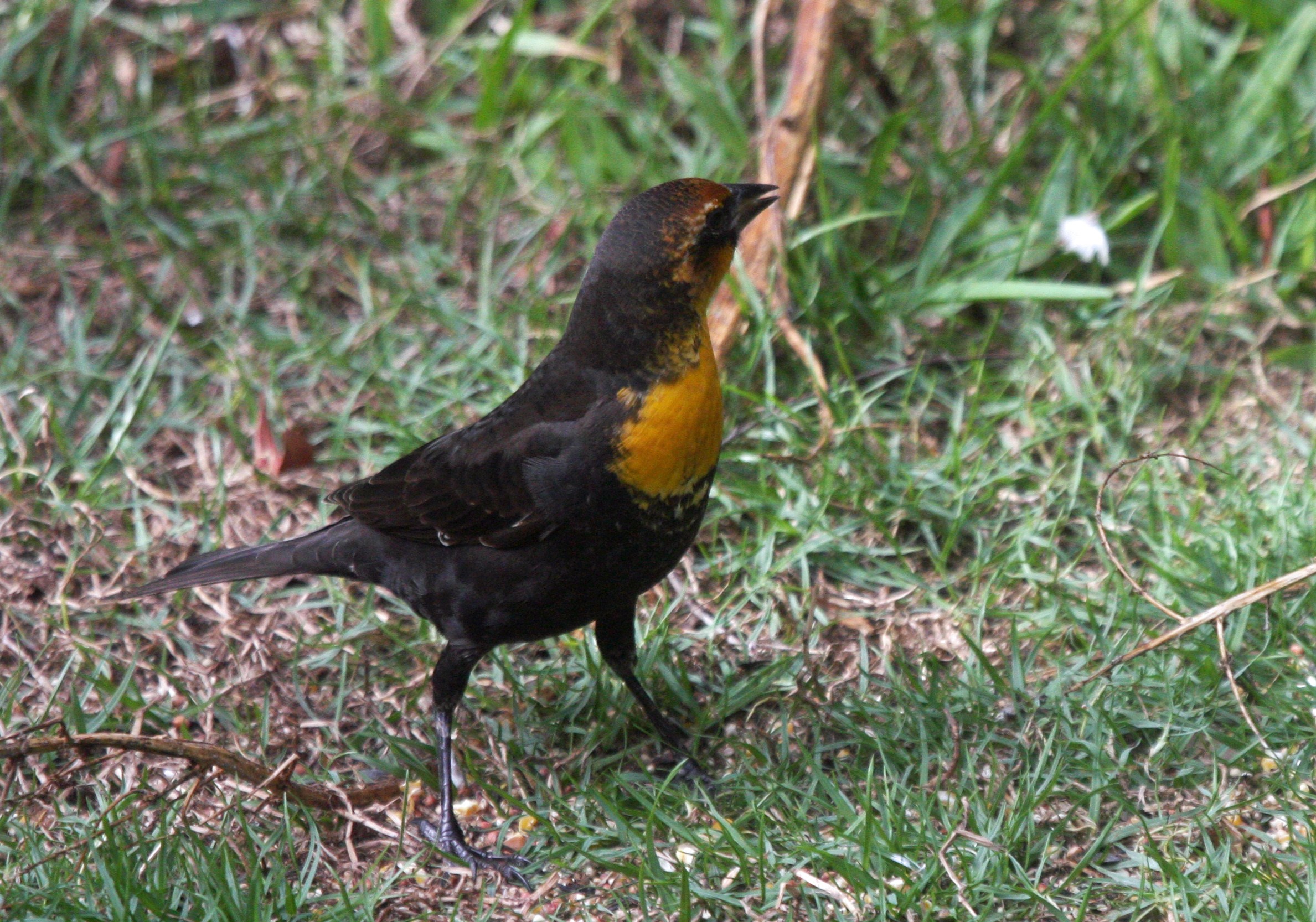 Birds of Ocracoke: A rare Yellow-headed Blackbird - Ocracokeobserver.com