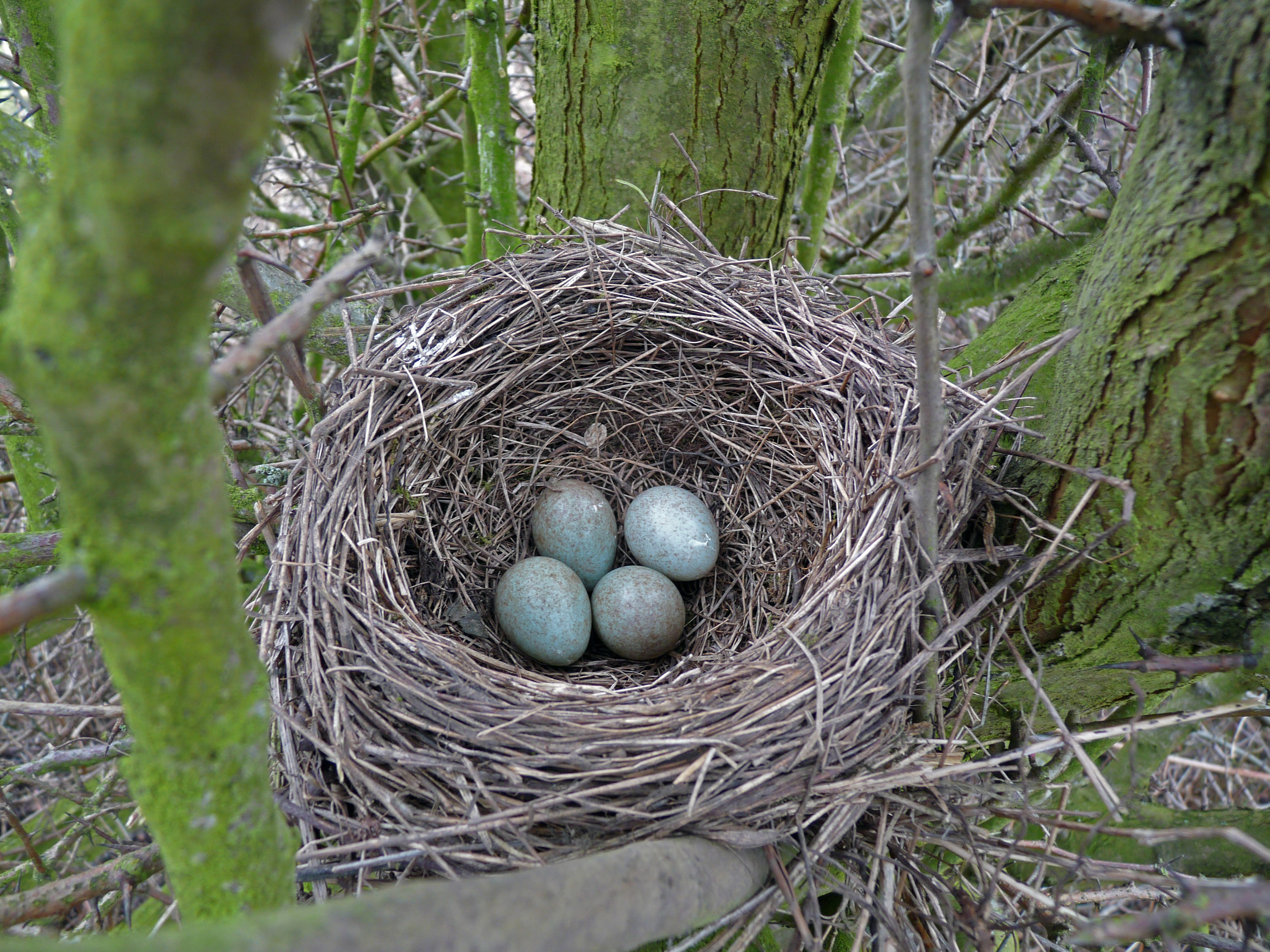 File:Blackbird Nest 03-04-10 (4487398652).jpg - Wikimedia Commons
