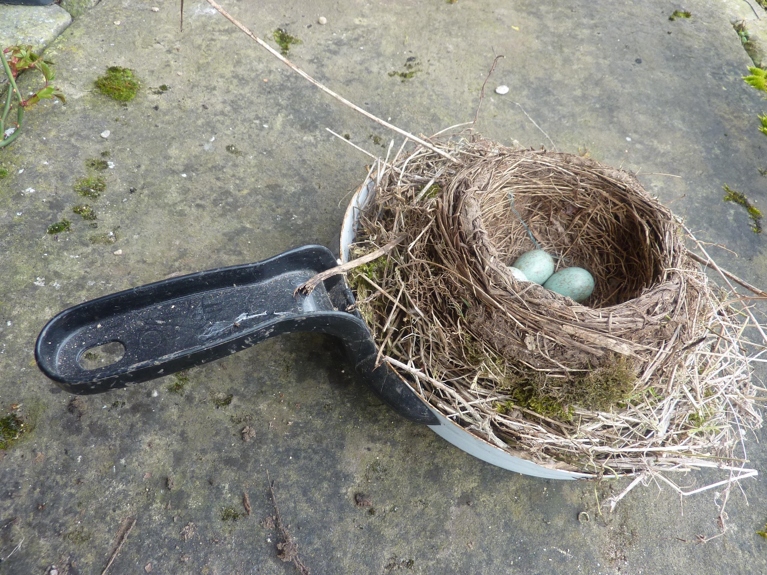 This blackbird nest, built in a dustpan. : mildlyinteresting