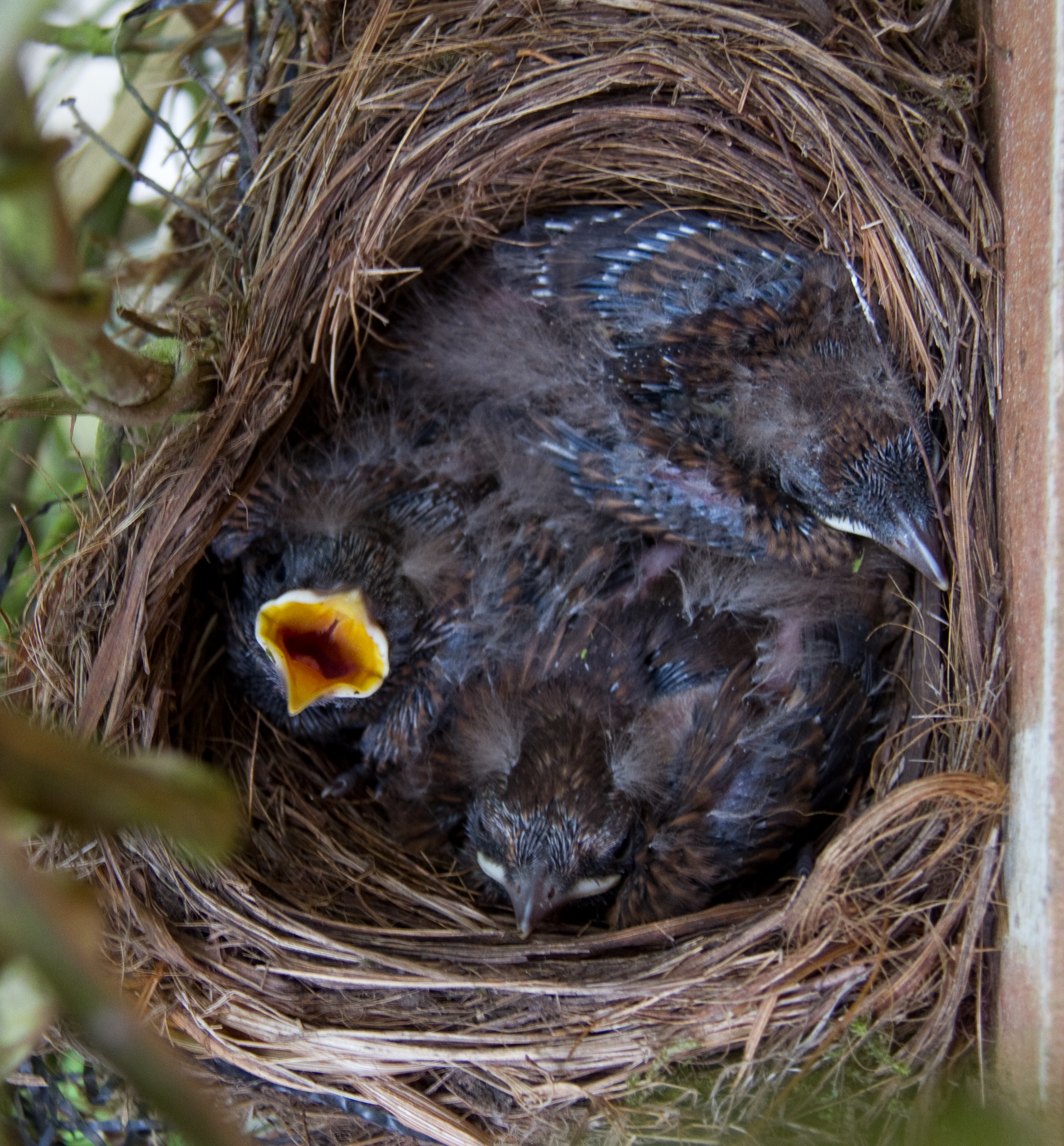File:Blackbird Nest (5880632151).jpg - Wikimedia Commons
