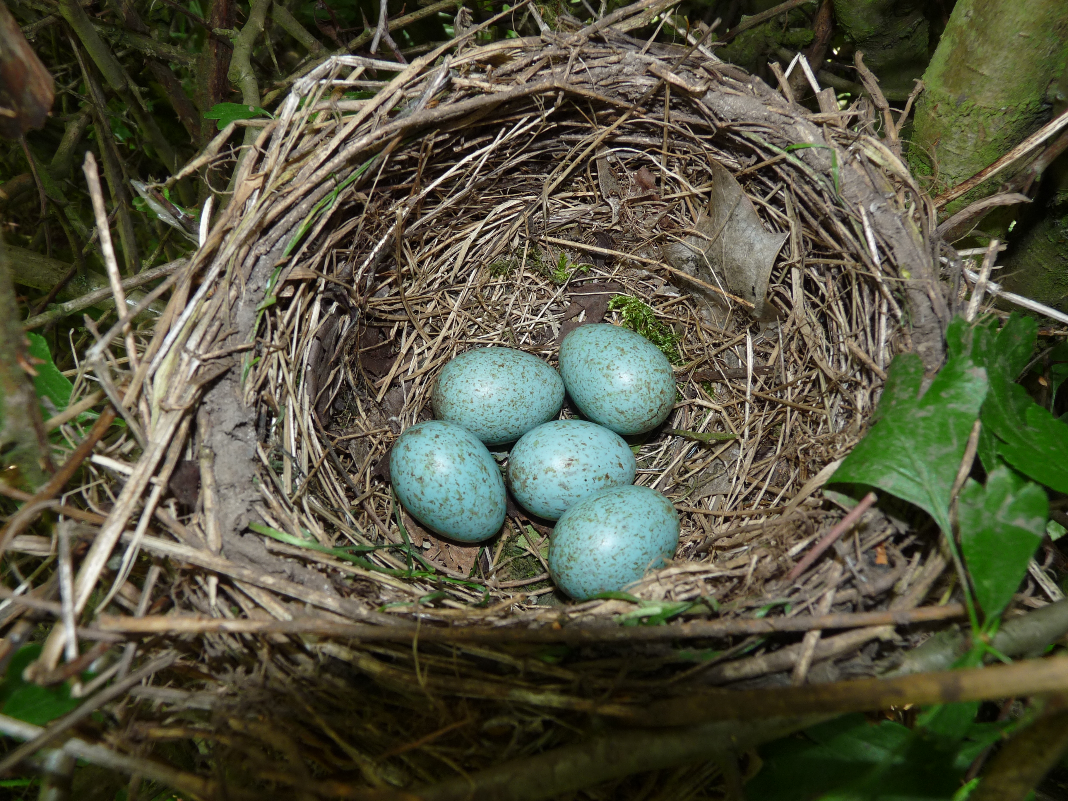 File:Blackbird Nest 24-05-11 (5783205251).jpg - Wikimedia Commons