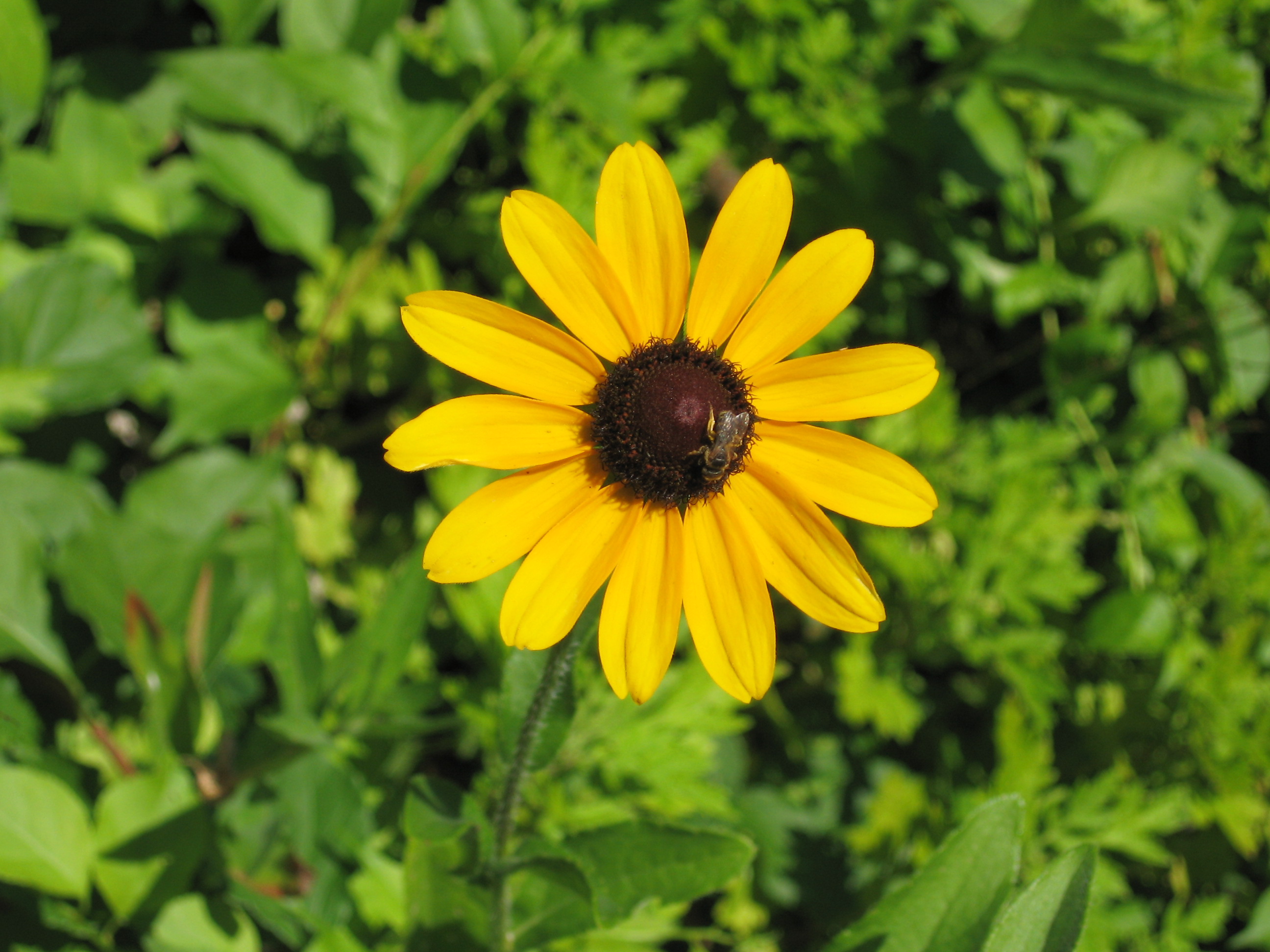 Black-eyed Susans: How to Plant, Grow, and Care for Black-eyed ...