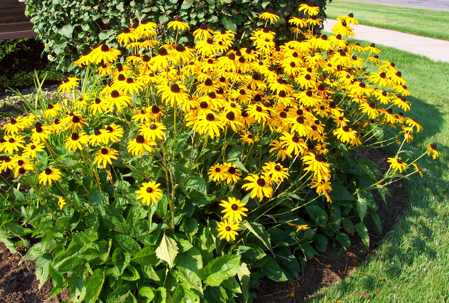 How to Grow Black Eyed Susan Plants by Garden Hobbies