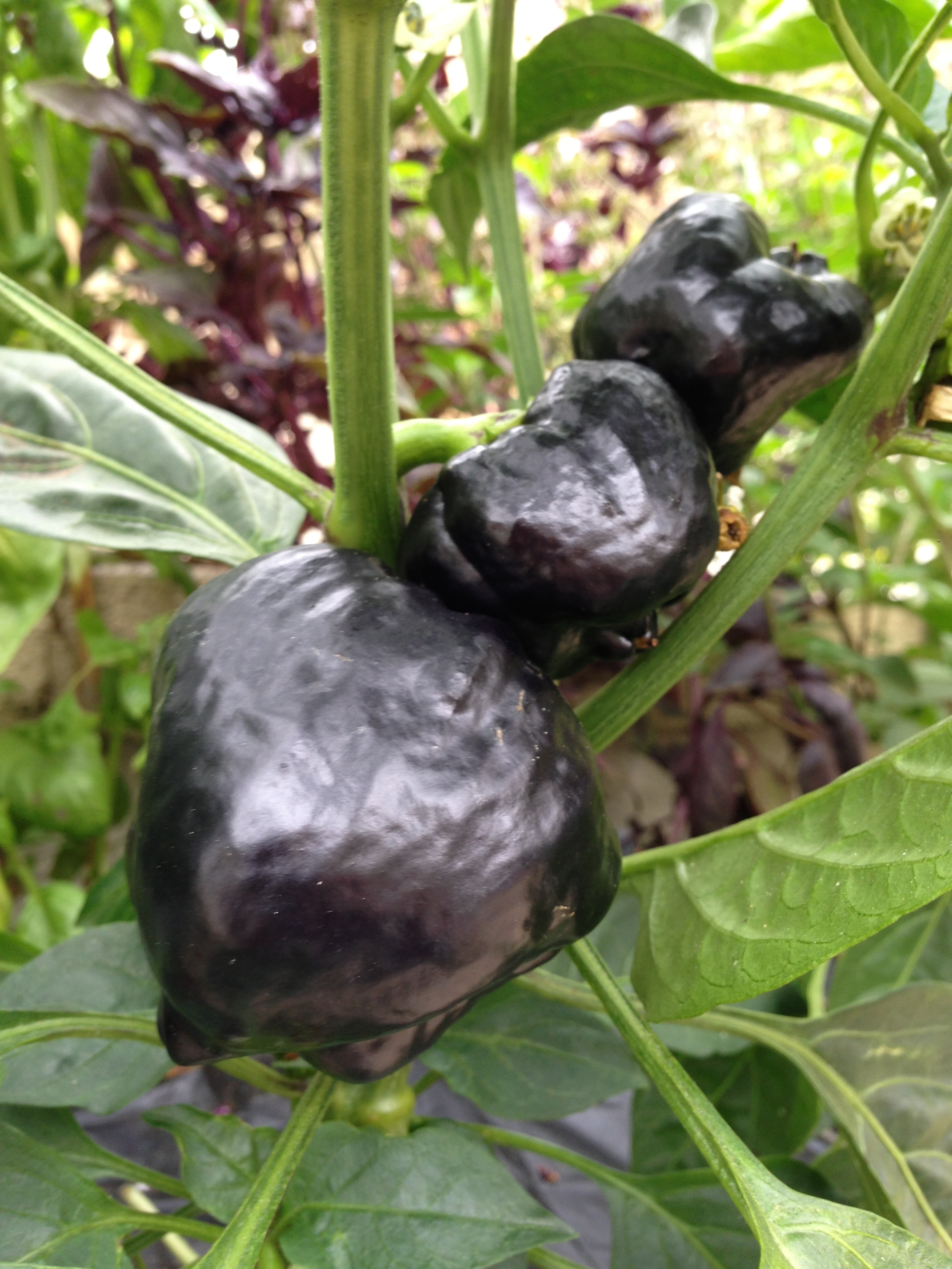 Peppers turning black
