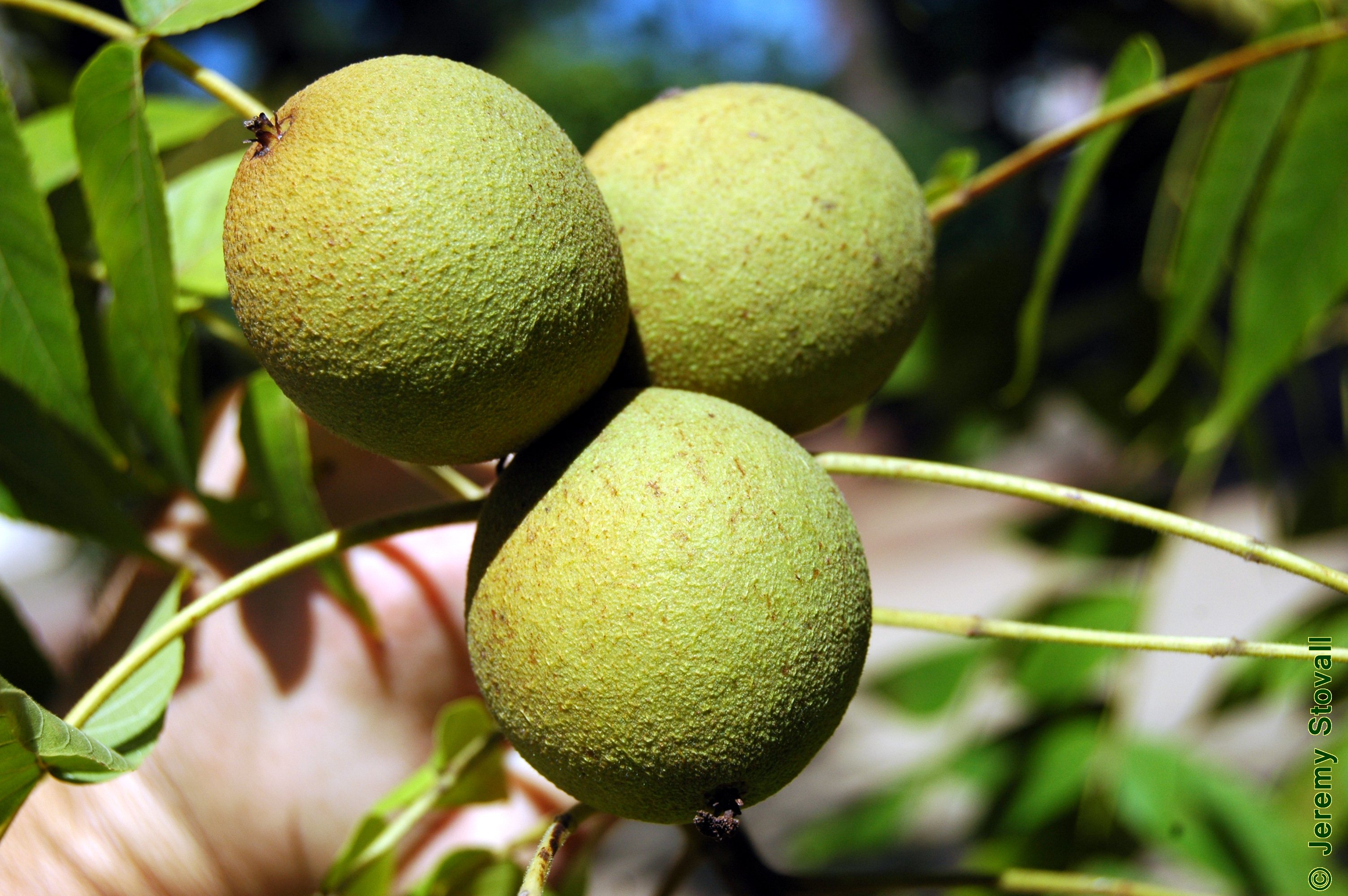 Juglandaceae Juglans nigra - black walnut (Lab 2)