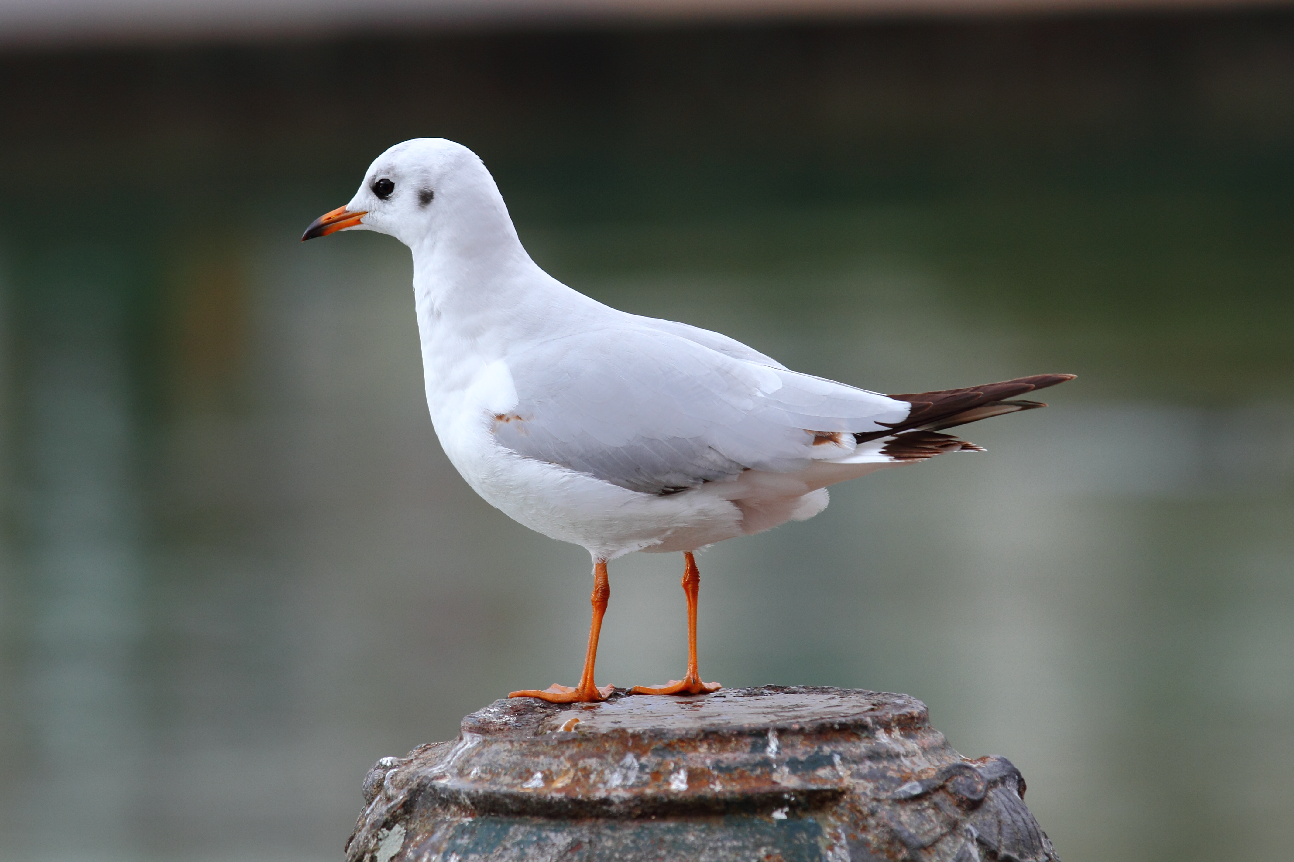 Black-headed gull - Wikipedia