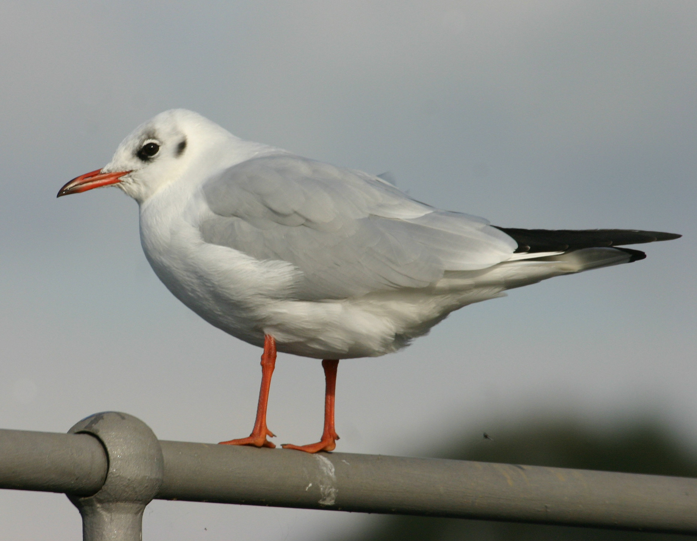 Seagull, florida, 2007 photo