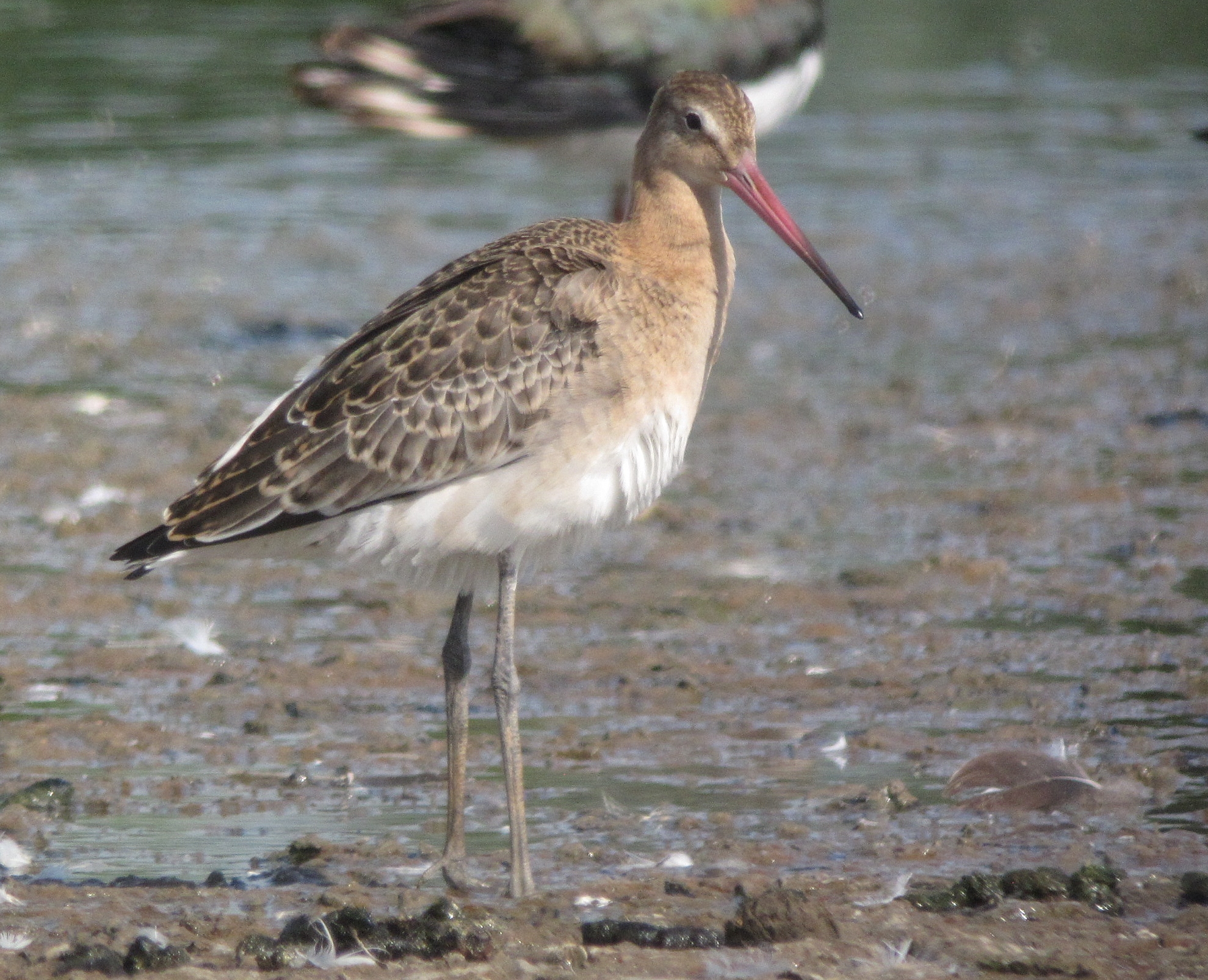 black-tailed-godwit limosa 2 | Birding Frontiers