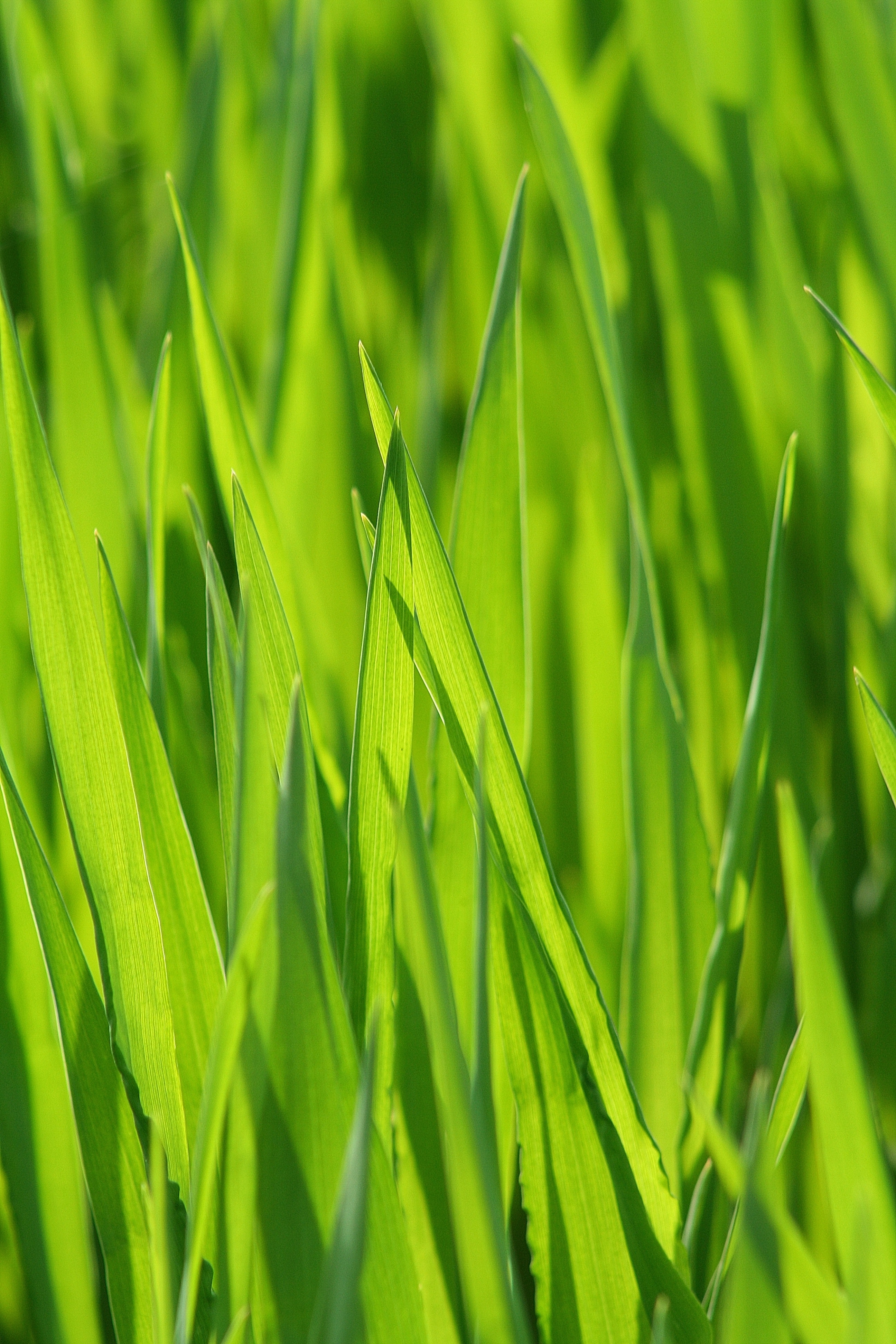 Free stock photo of blade of grass, blur, close-up