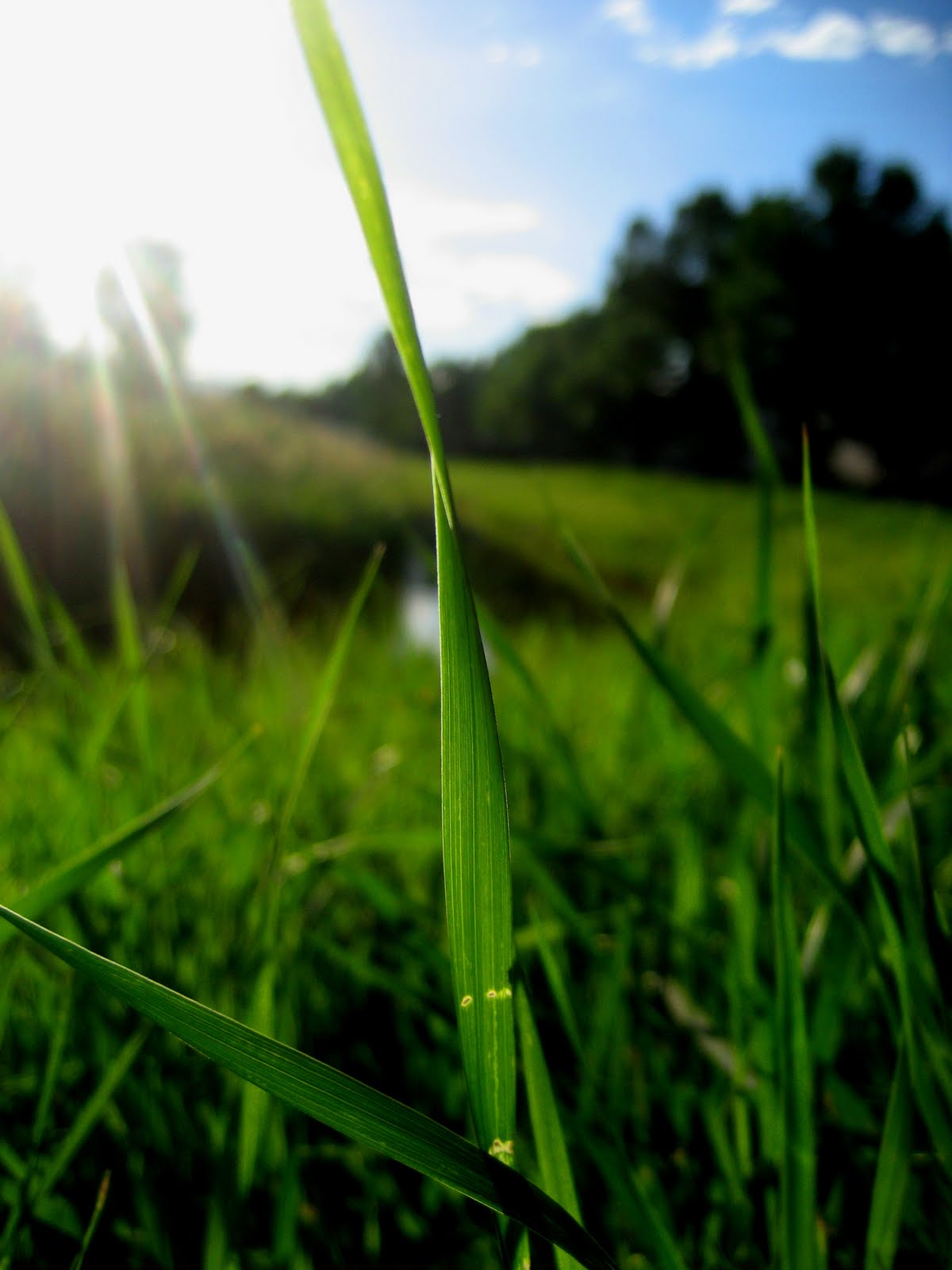 Grass, a Children's Story | adoptingjames