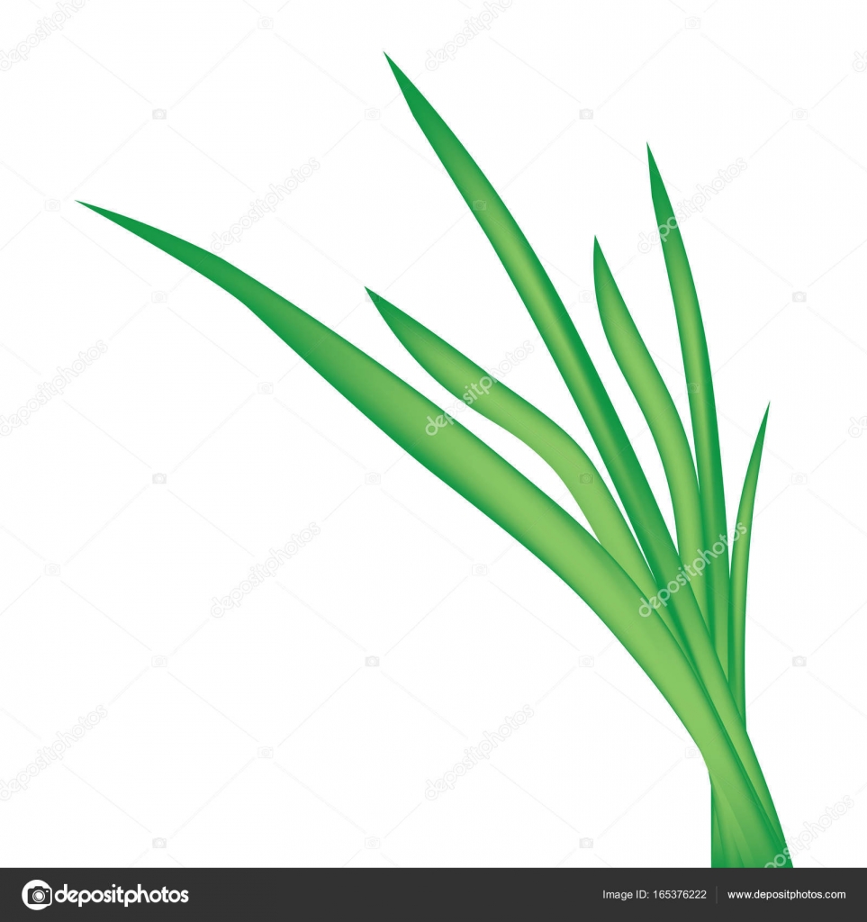 blade of grass isolated on white background- vector illustration ...