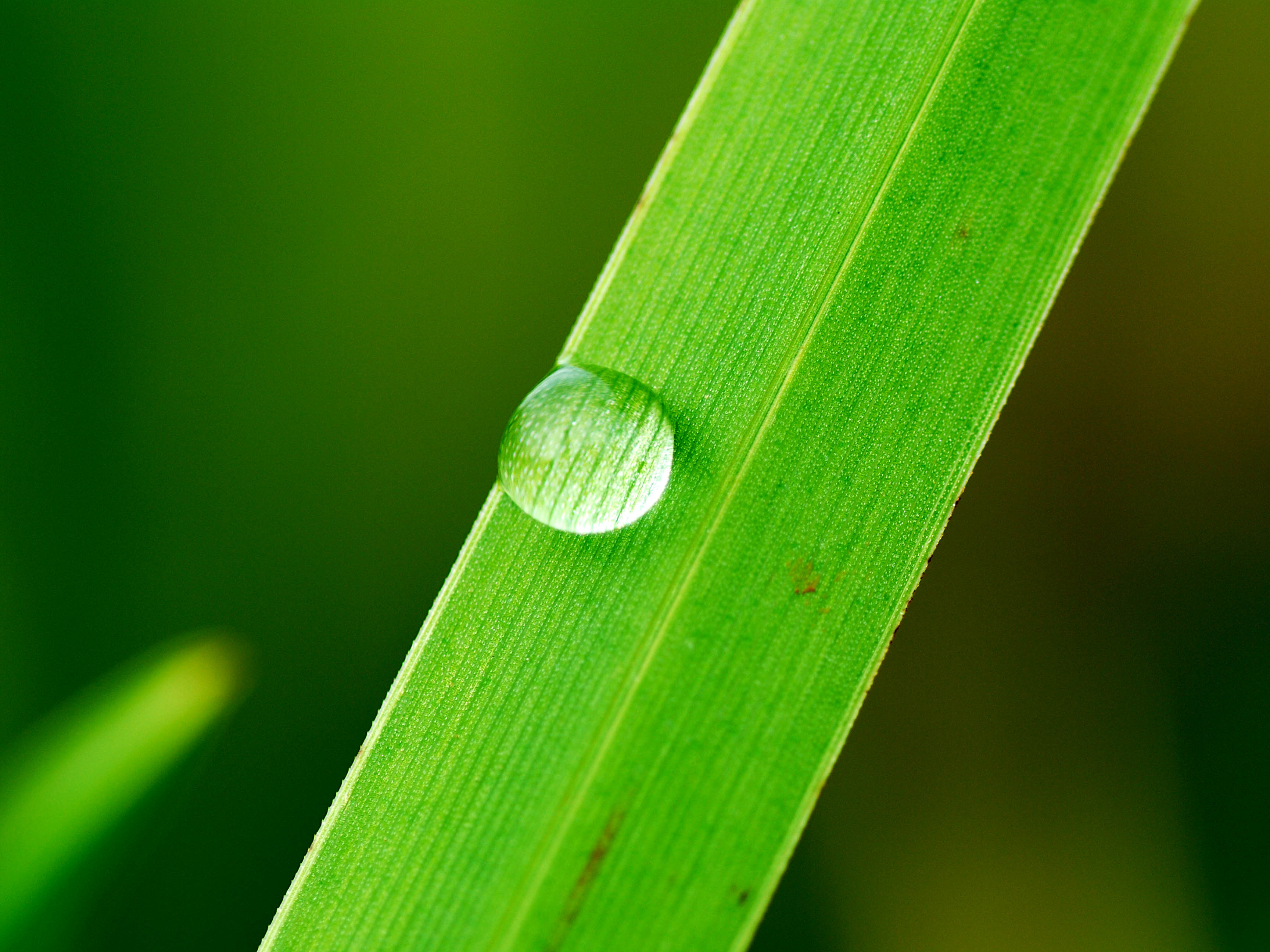 Dewdrop on a blade of grass - The Four Ages Of Sand