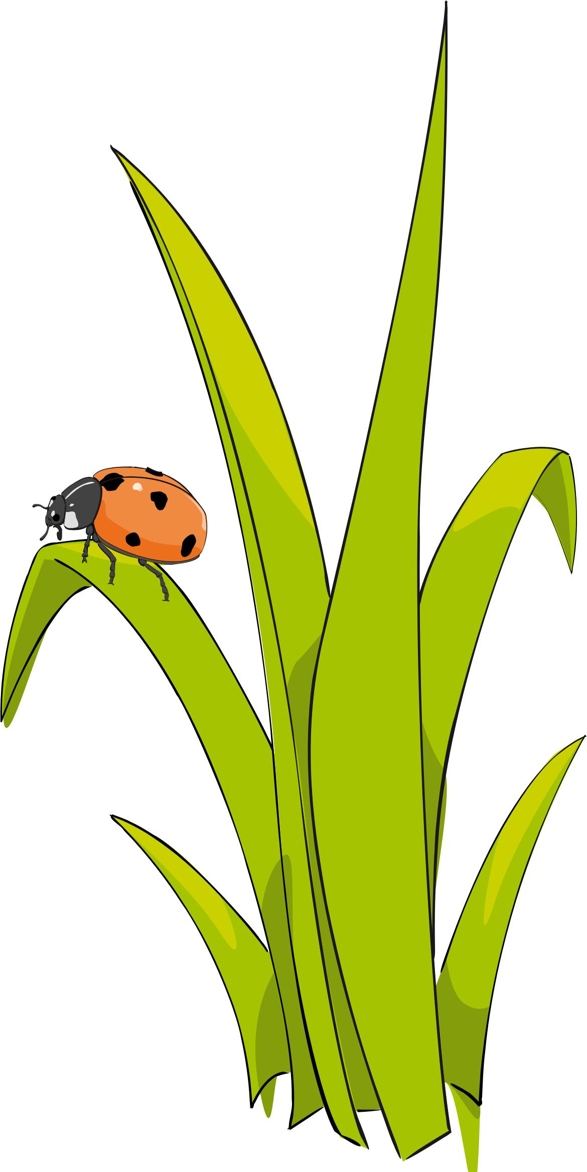Coccinelle sur brin d-herbe - Ladybird on blade of grass. Icons PNG ...