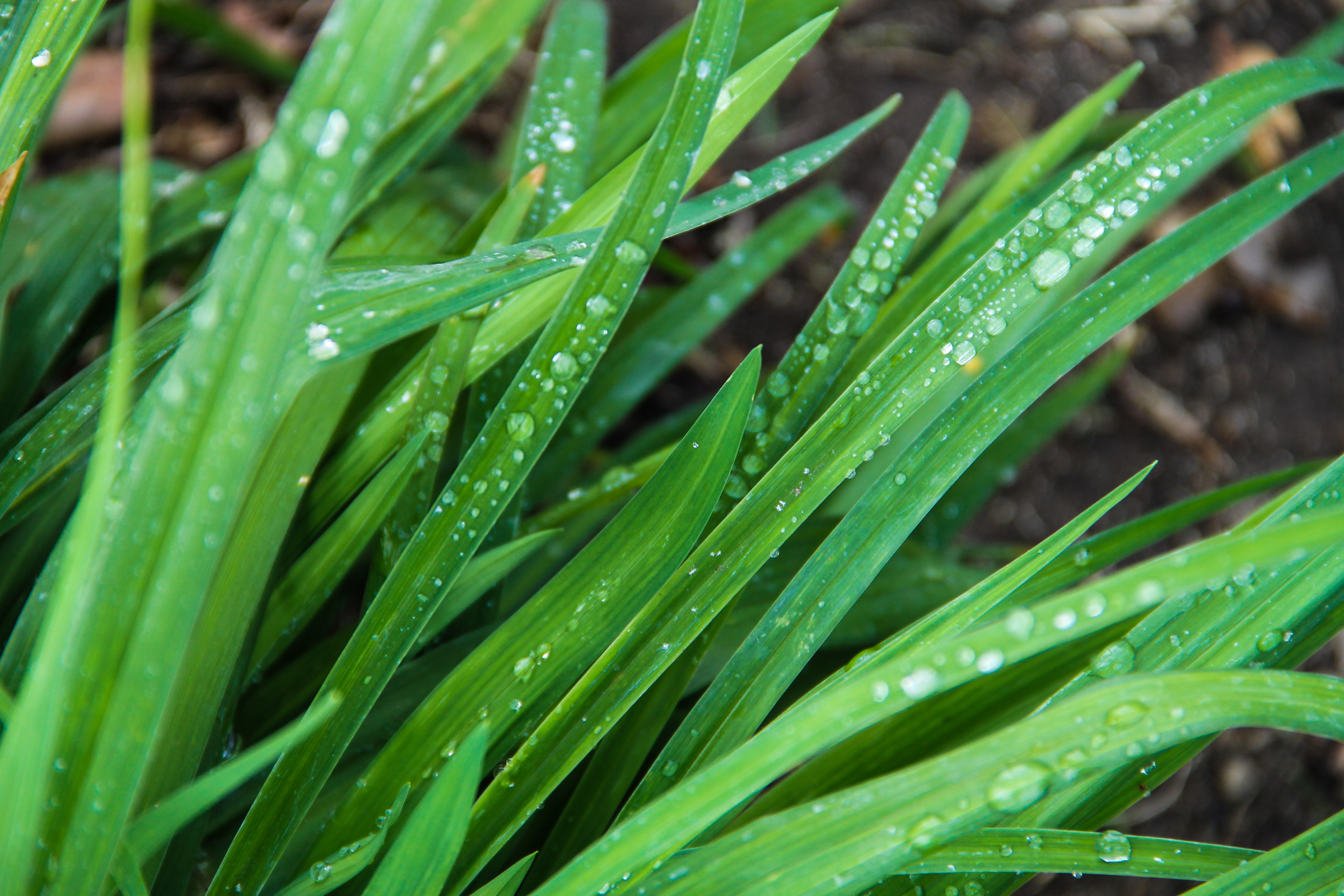 Free Stock Photo of Dew on Diagonal Blades of Grass