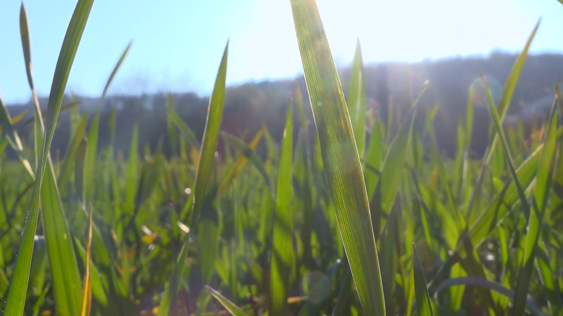 Blades of grass in sunlight - natural background - ground pov 1 ...