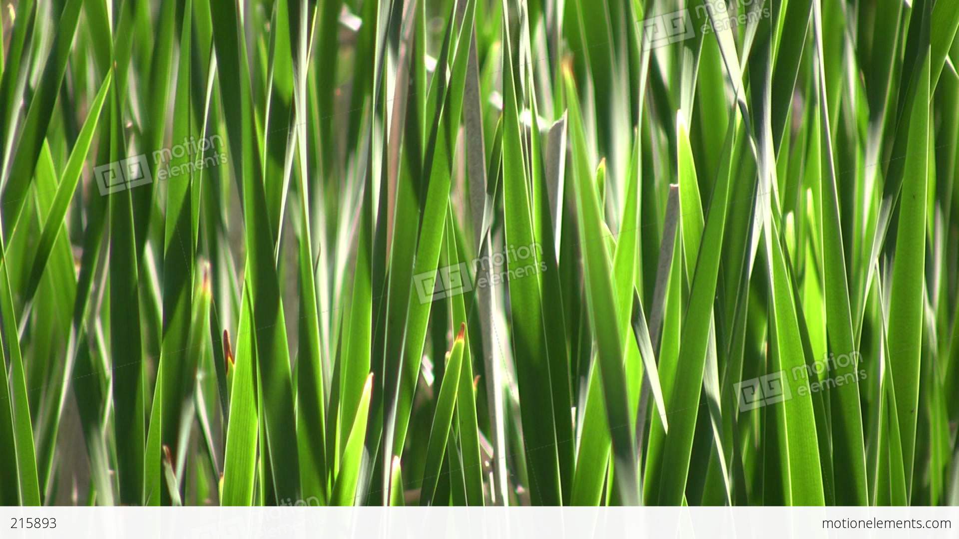Tall Blades Of Grass Gently Sway In Wind (High Definition) Stock ...