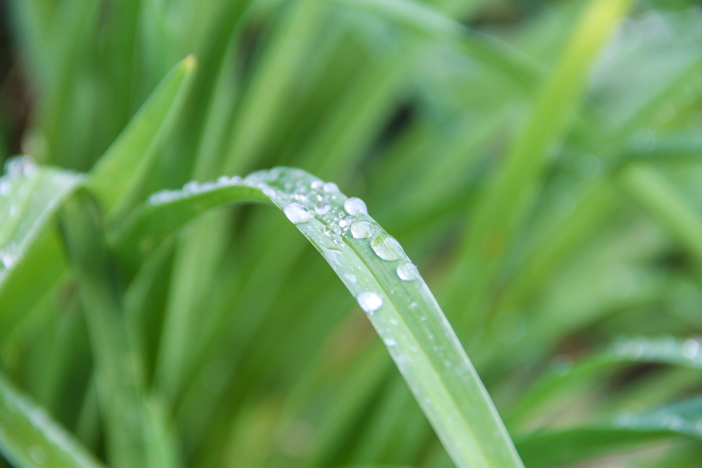 Free Stock Photo of Blade of Grass Extended Forward with Dew
