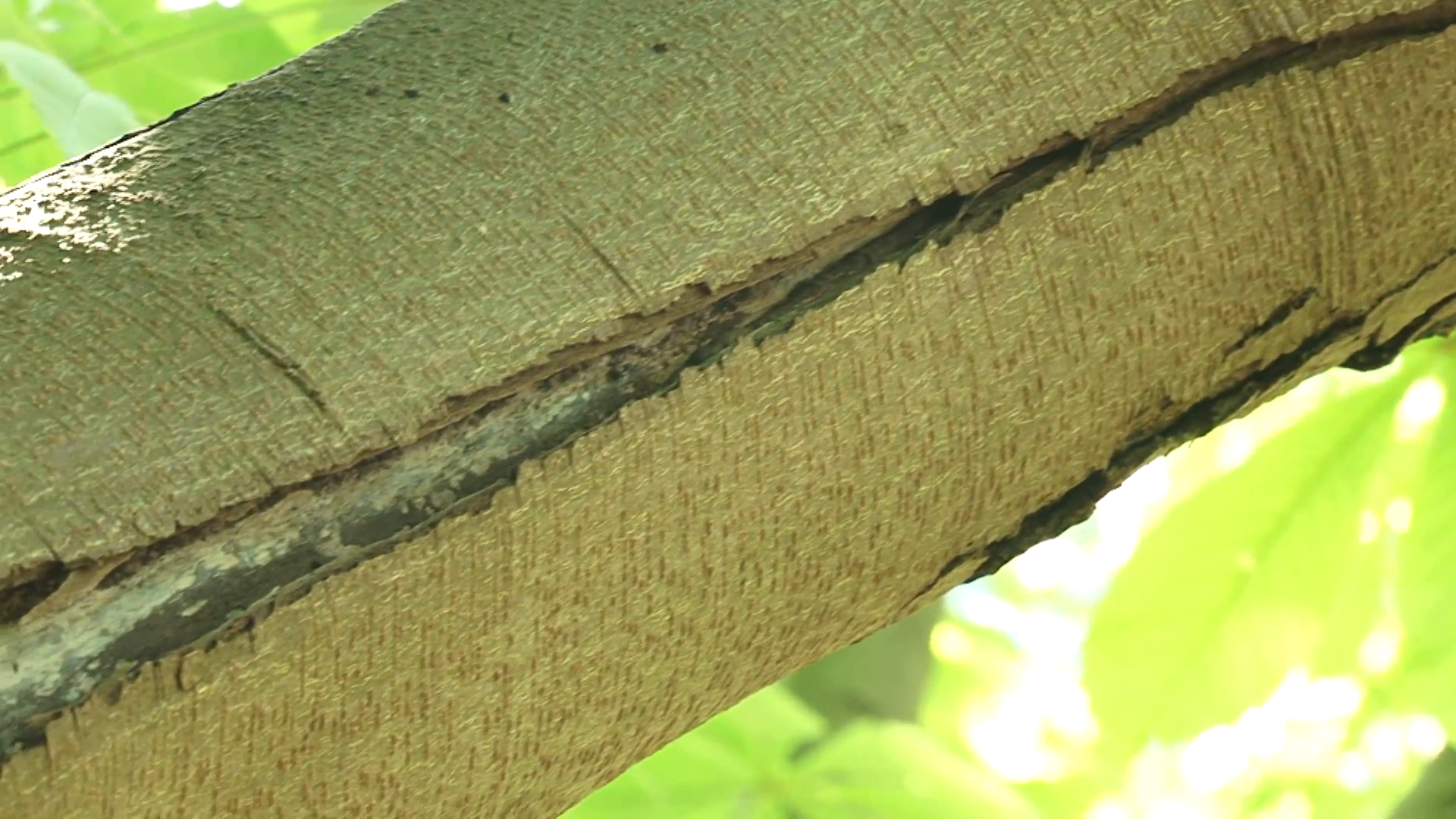 tilt down Cracks in the bark of Horse Chestnut (Aesculus ...