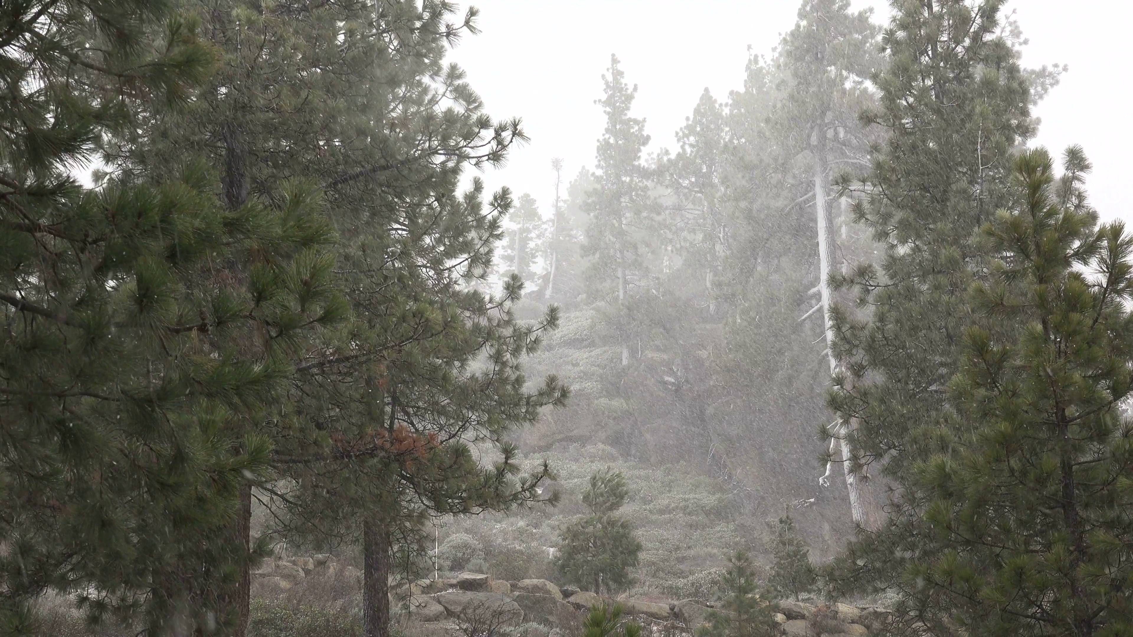 A blinding snowstorm strikes in the Sierra Nevada mountains at Lake ...